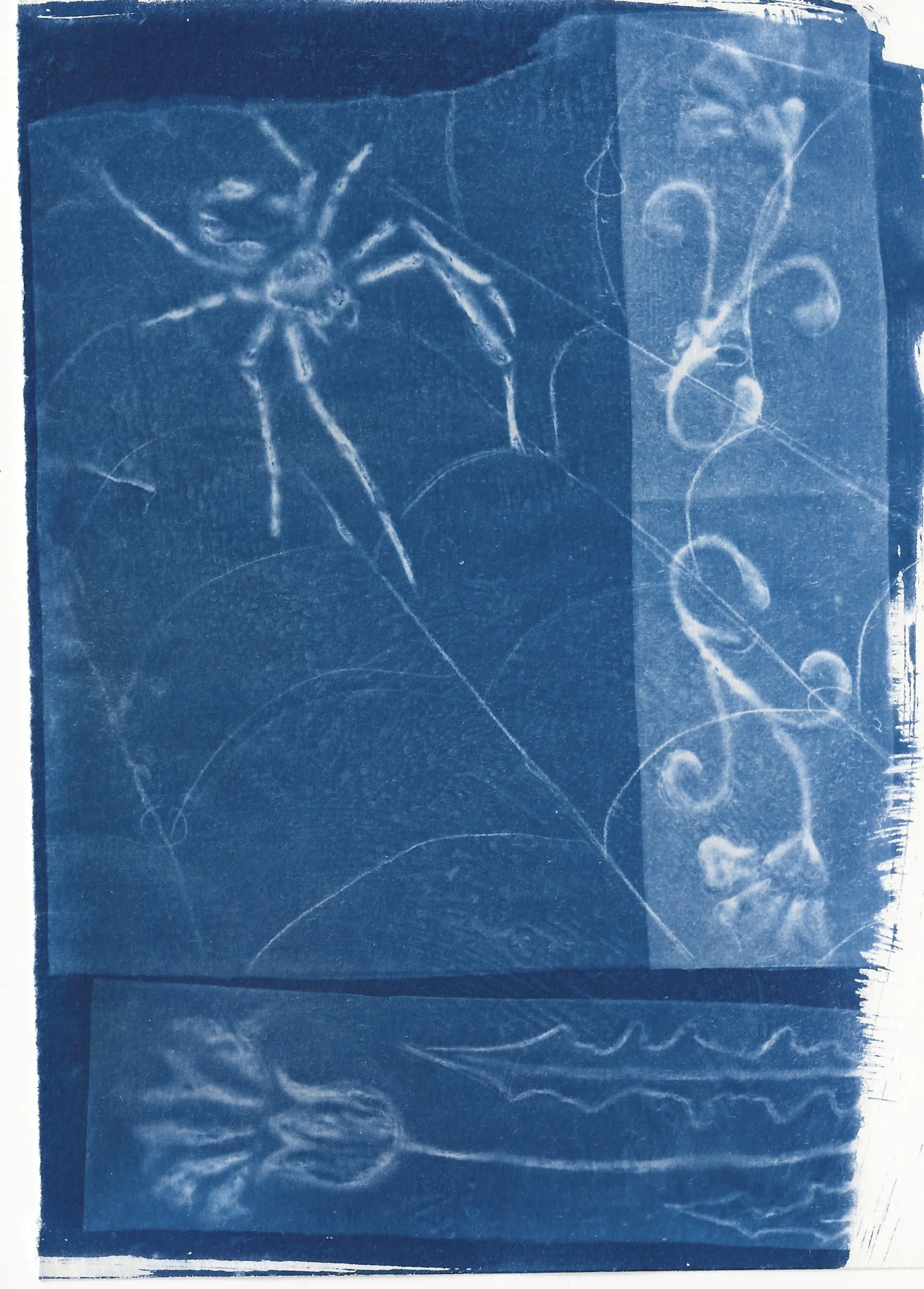 naomi-boiko-stapleton-cyanotype 4.jpg