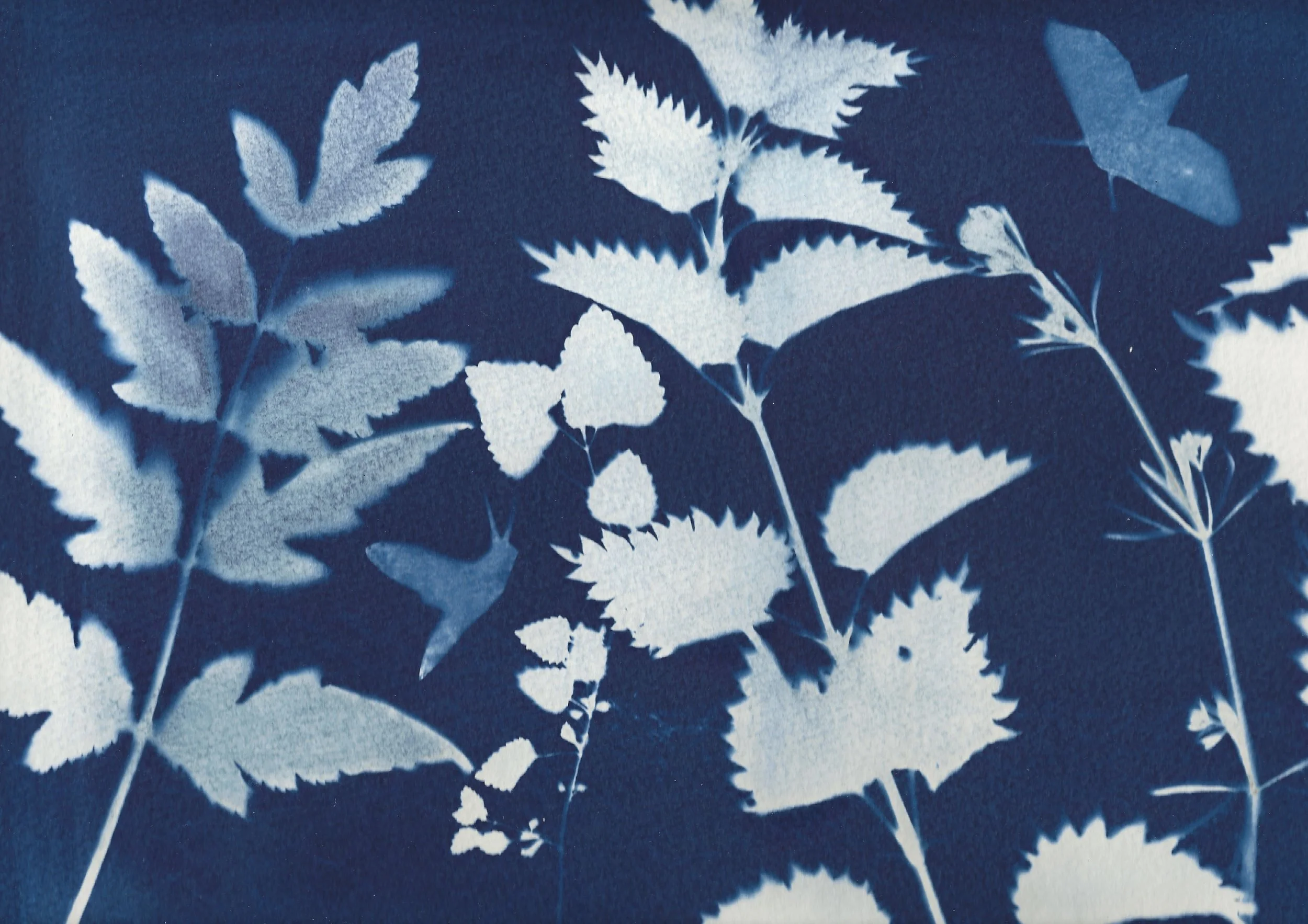 Naomi-Boiko-Cyanotype-06.jpg