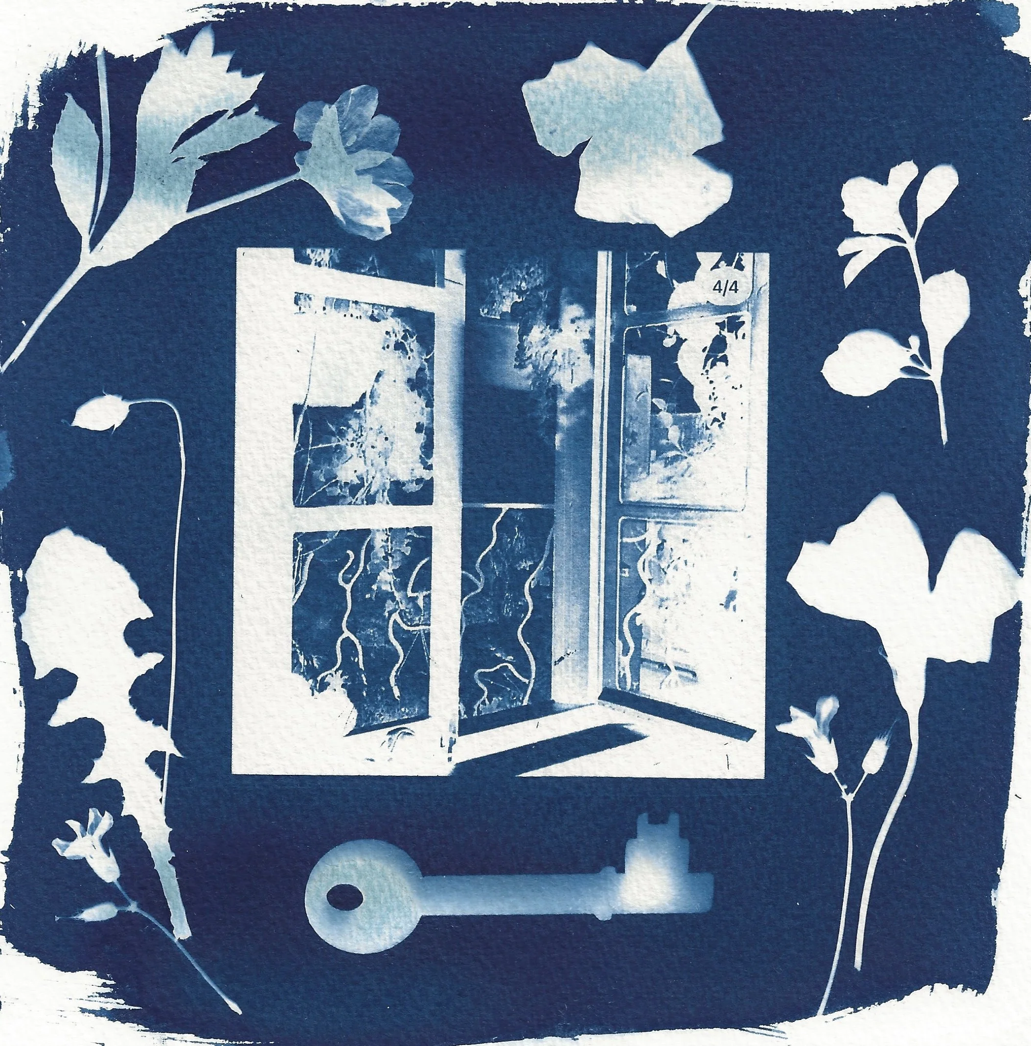 naomi-boiko-stapleton-cyanotype1.jpg
