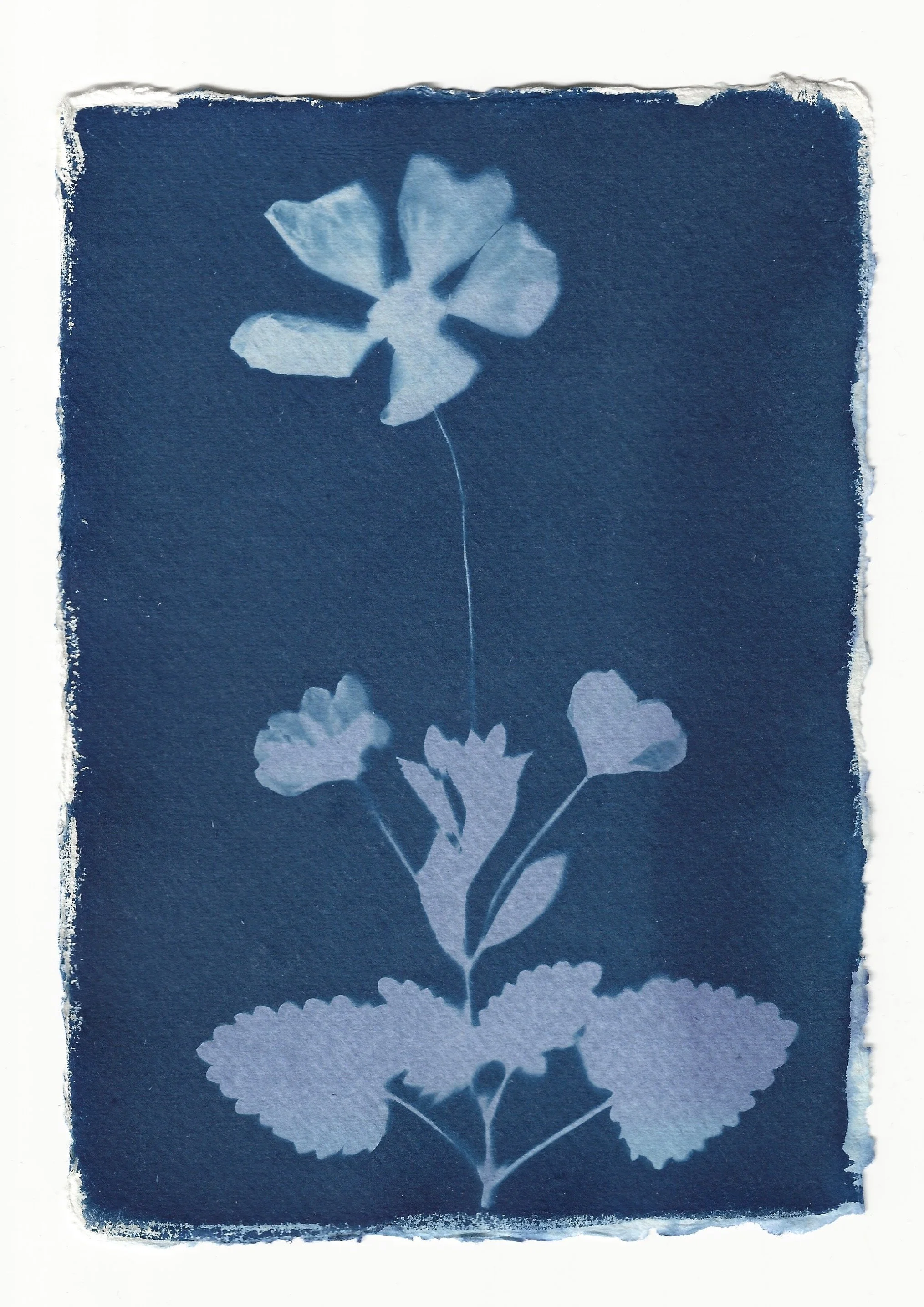 naomi-boiko-stapleton-cyanotype 9.jpg
