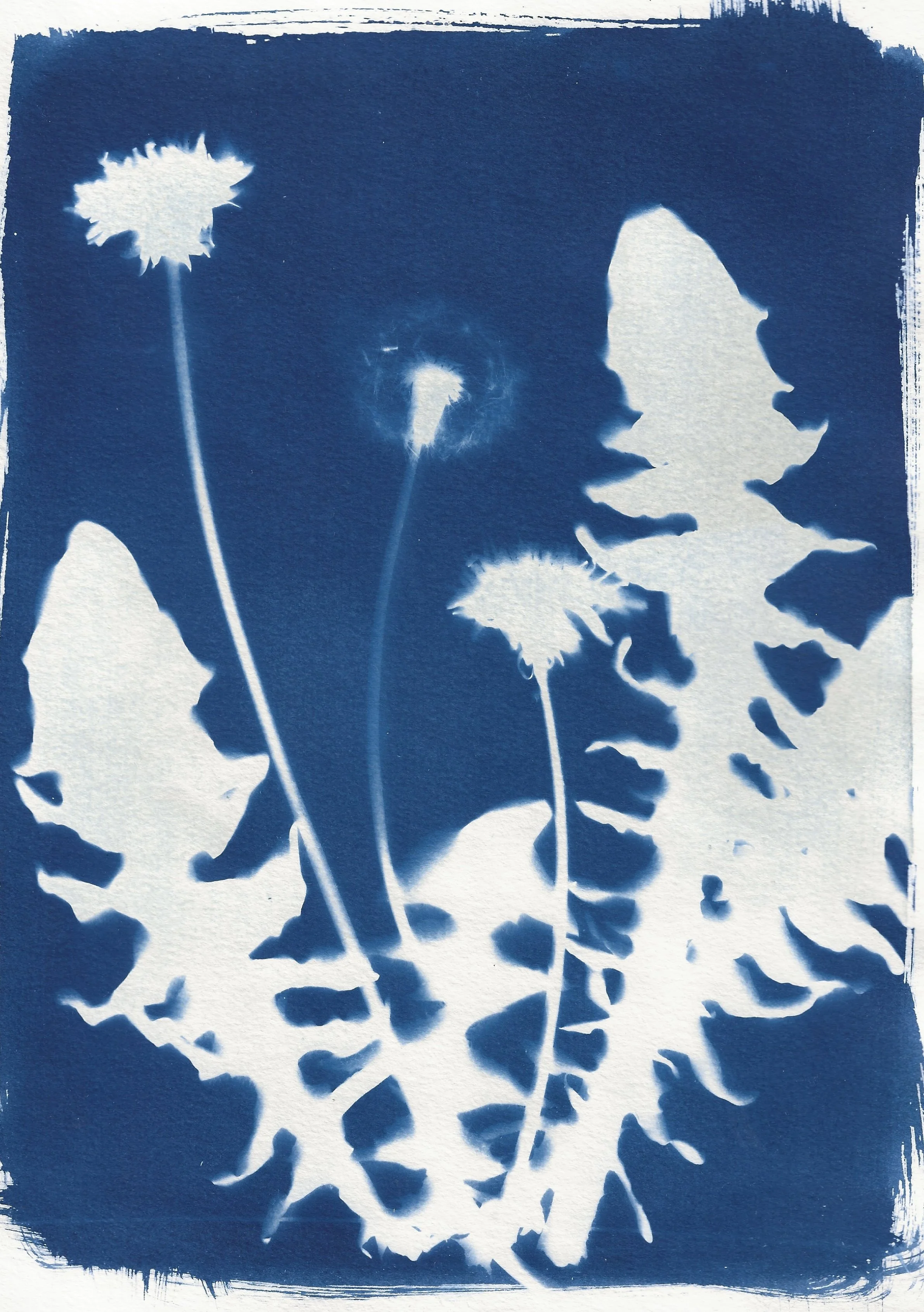 naomi-boiko-stapleton-cyanotype5.jpg