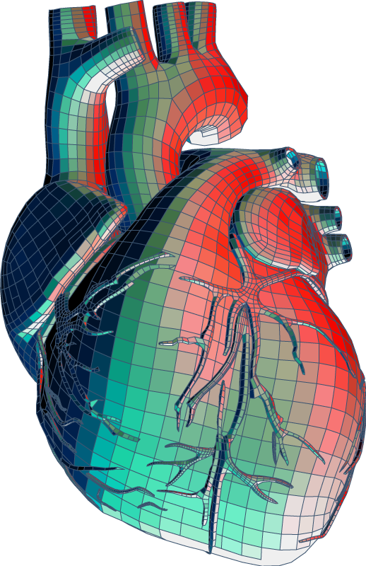 Stylized rendering of a human heart.