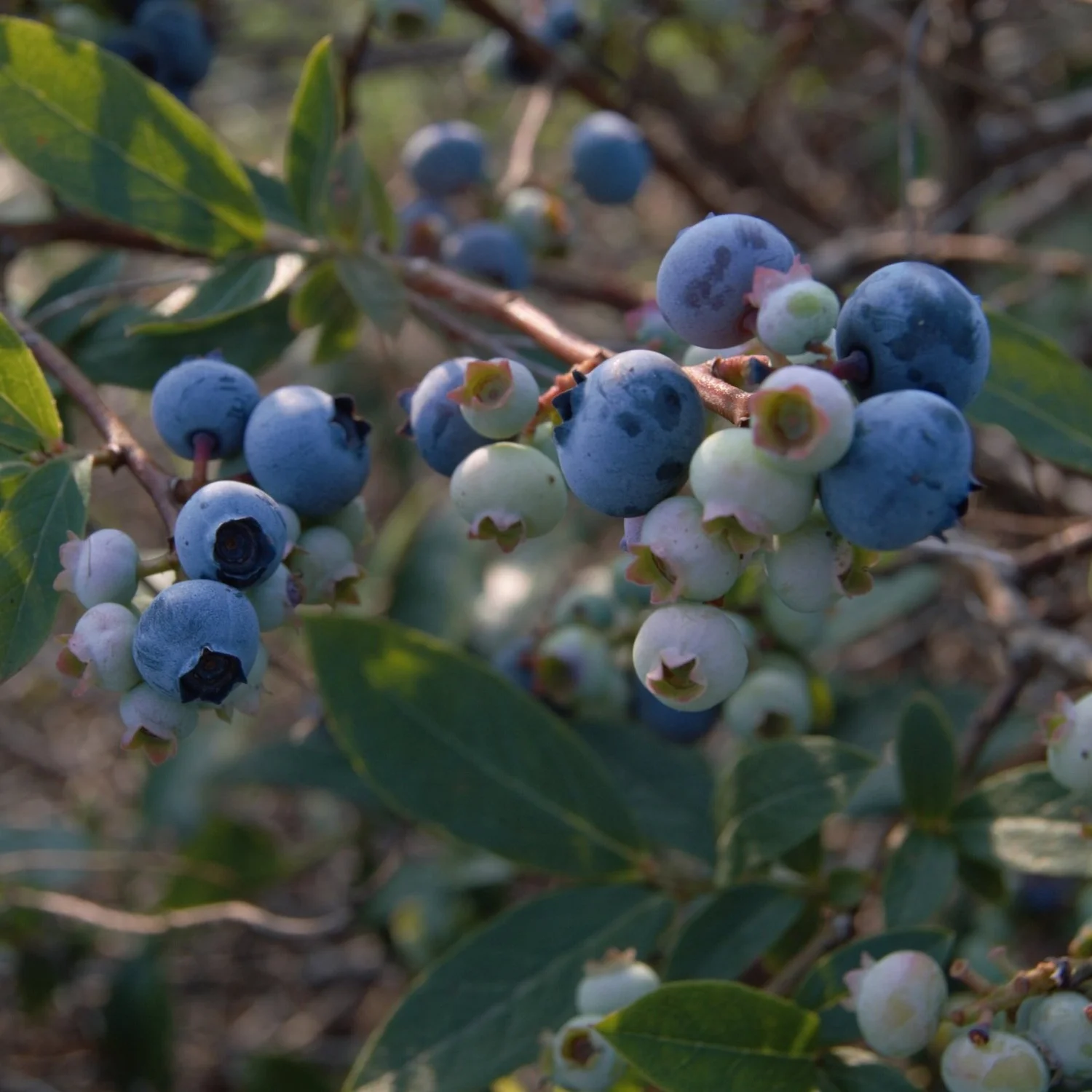 About — The Berry Patch