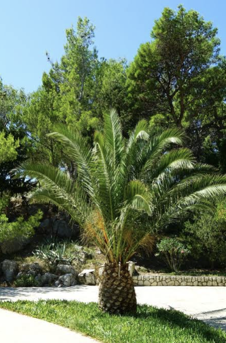 Kabbalat Shabbat + Tu BiShvat Oneg
