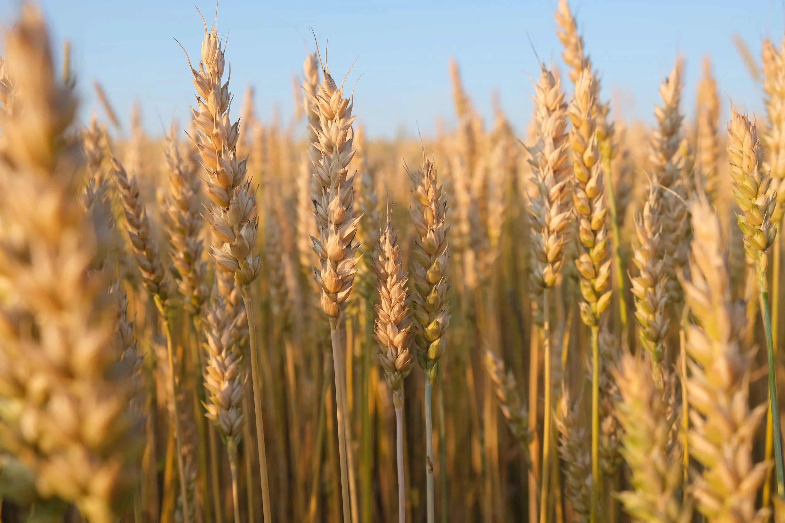 Kabbalat Shabbat + Shavuot