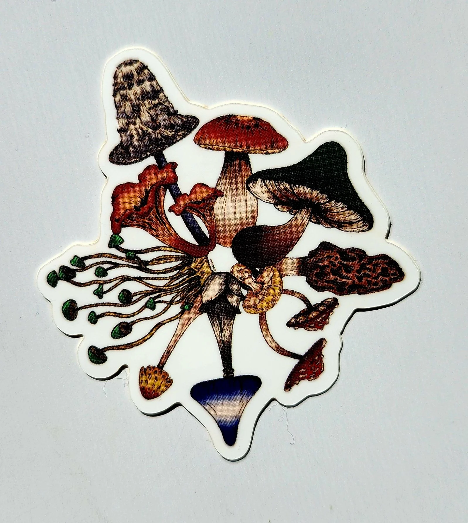 Mushroom Circle 2.jpg