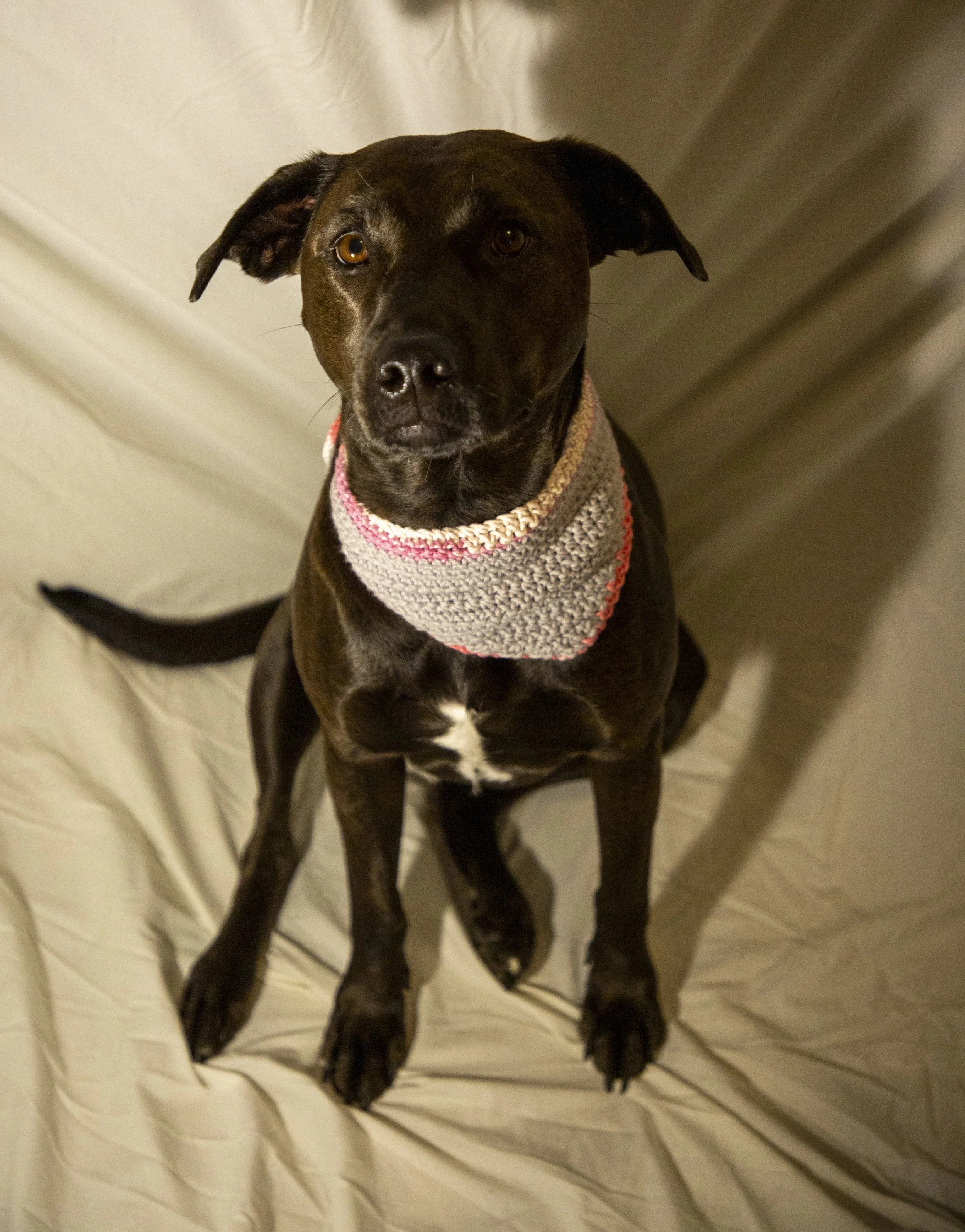 Juno wearing size large bandana_ 55 lb, pitbull and chocolate lab mix.jpg