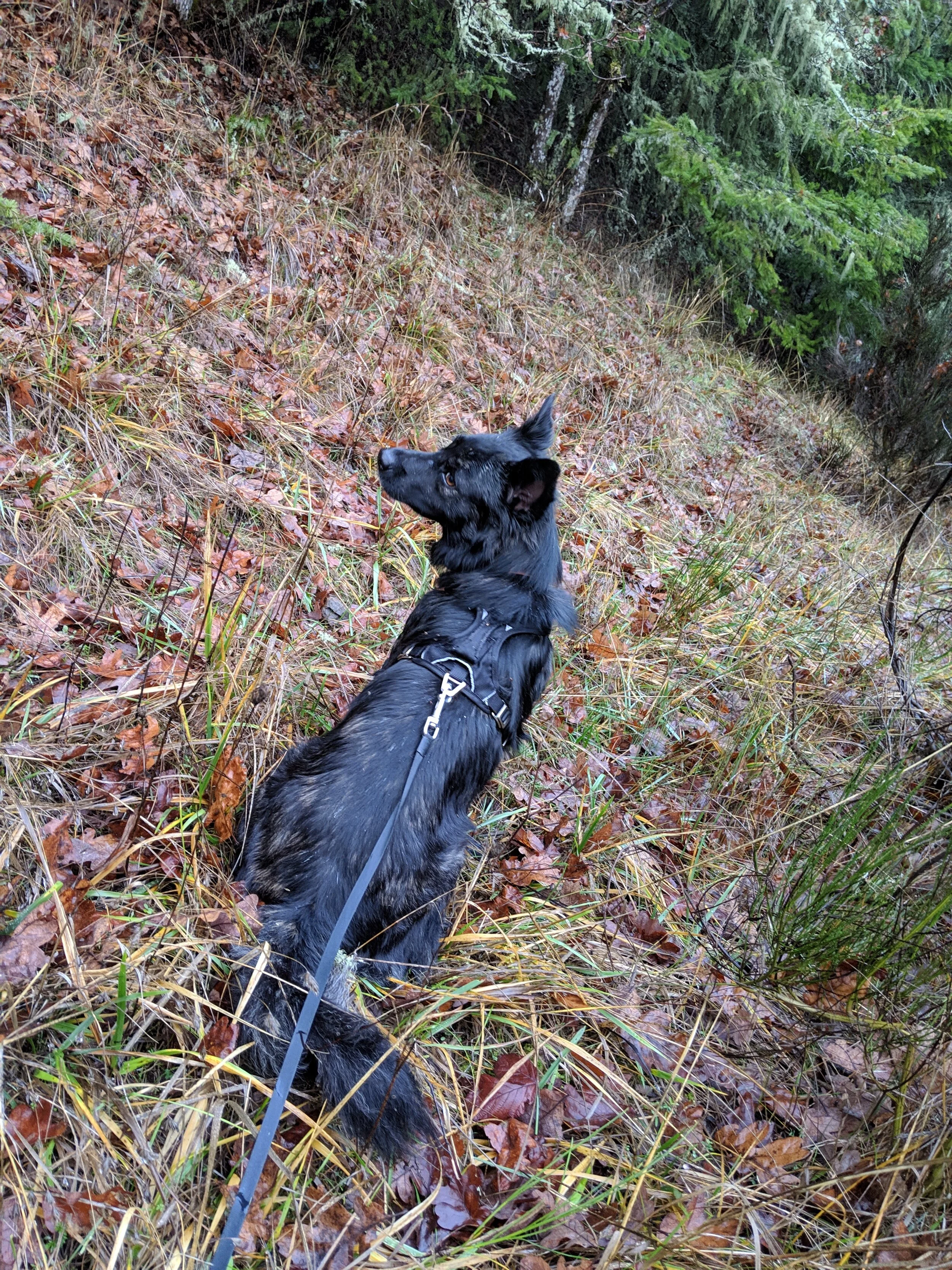 MVIMG_20181225_082110.jpg
