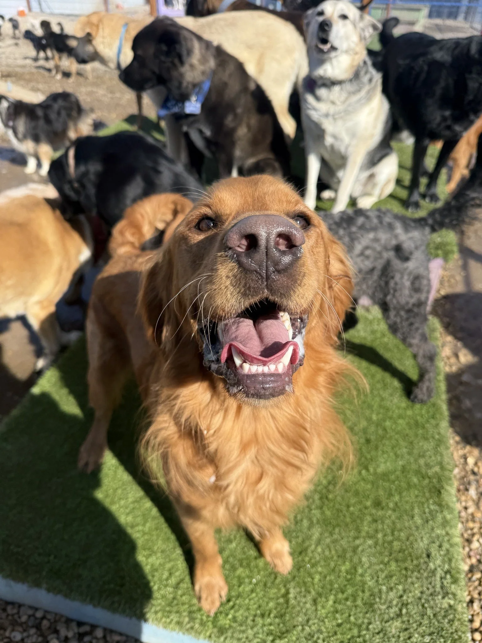 Close-up of a happy golden retriever with its mouth open and tongue out, surrounded by various dogs in the background on a grassy surface.