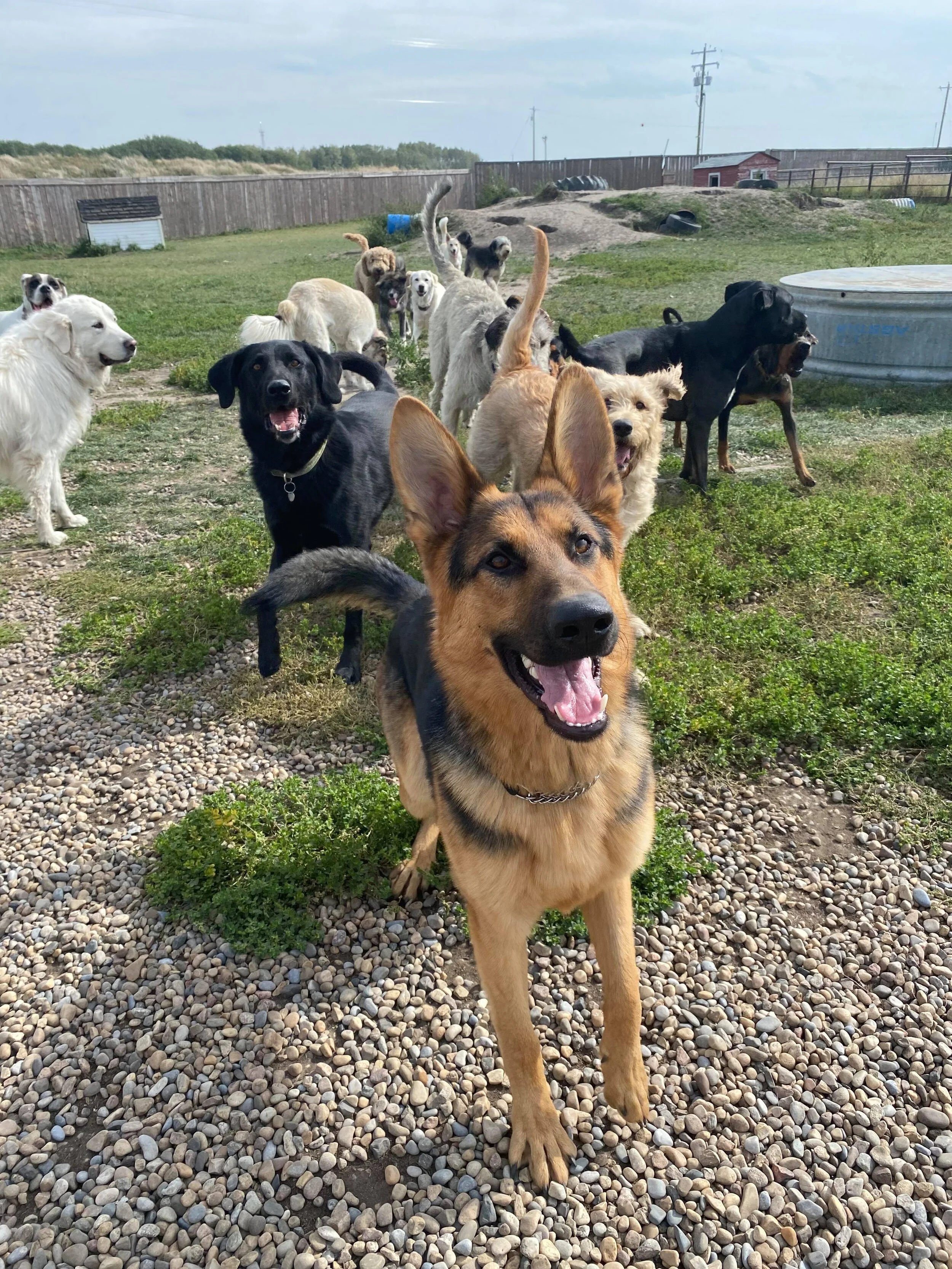 Boarding Calgary — Love Your Pet