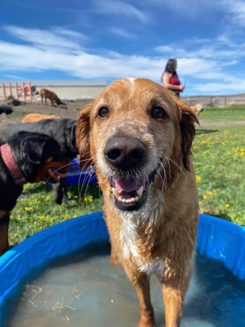 Boarding Calgary — Love Your Pet
