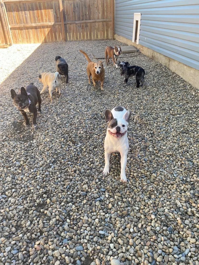 Boarding Calgary — Love Your Pet