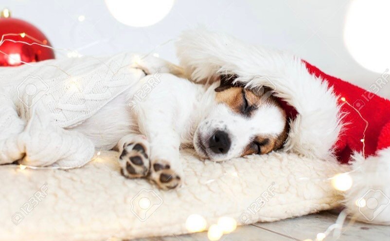 Don&rsquo;t forget to prebook your pups sleepover for the holidays!!! Space is limited 🎄🎅