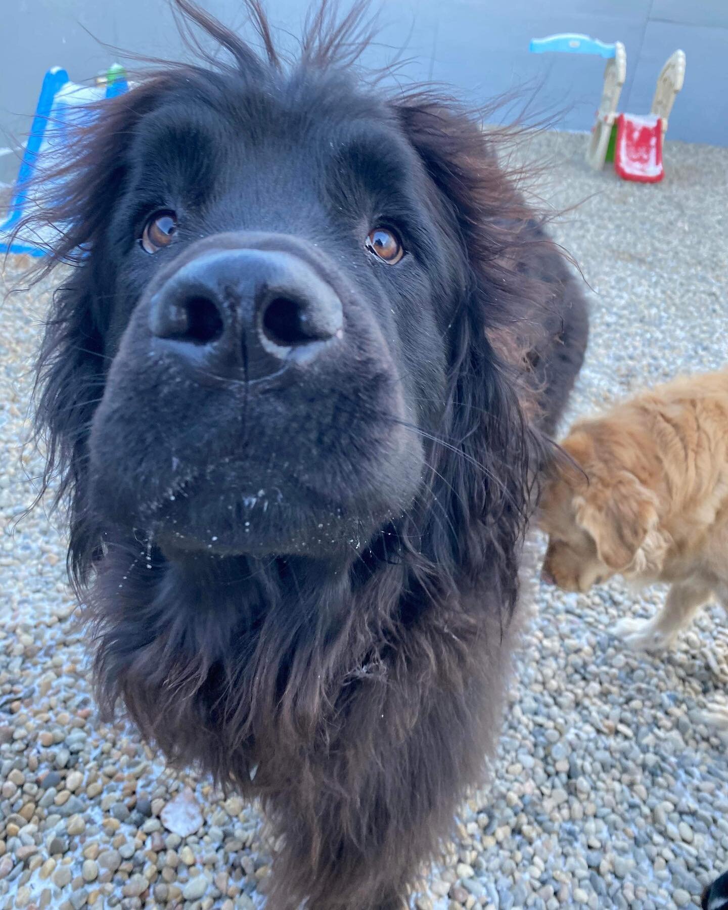 Sunday funday😁🐶

#yyc #airdrie #doggy #dogs #doglover #happydogs #dogdaycare #dogboarding #yycdog