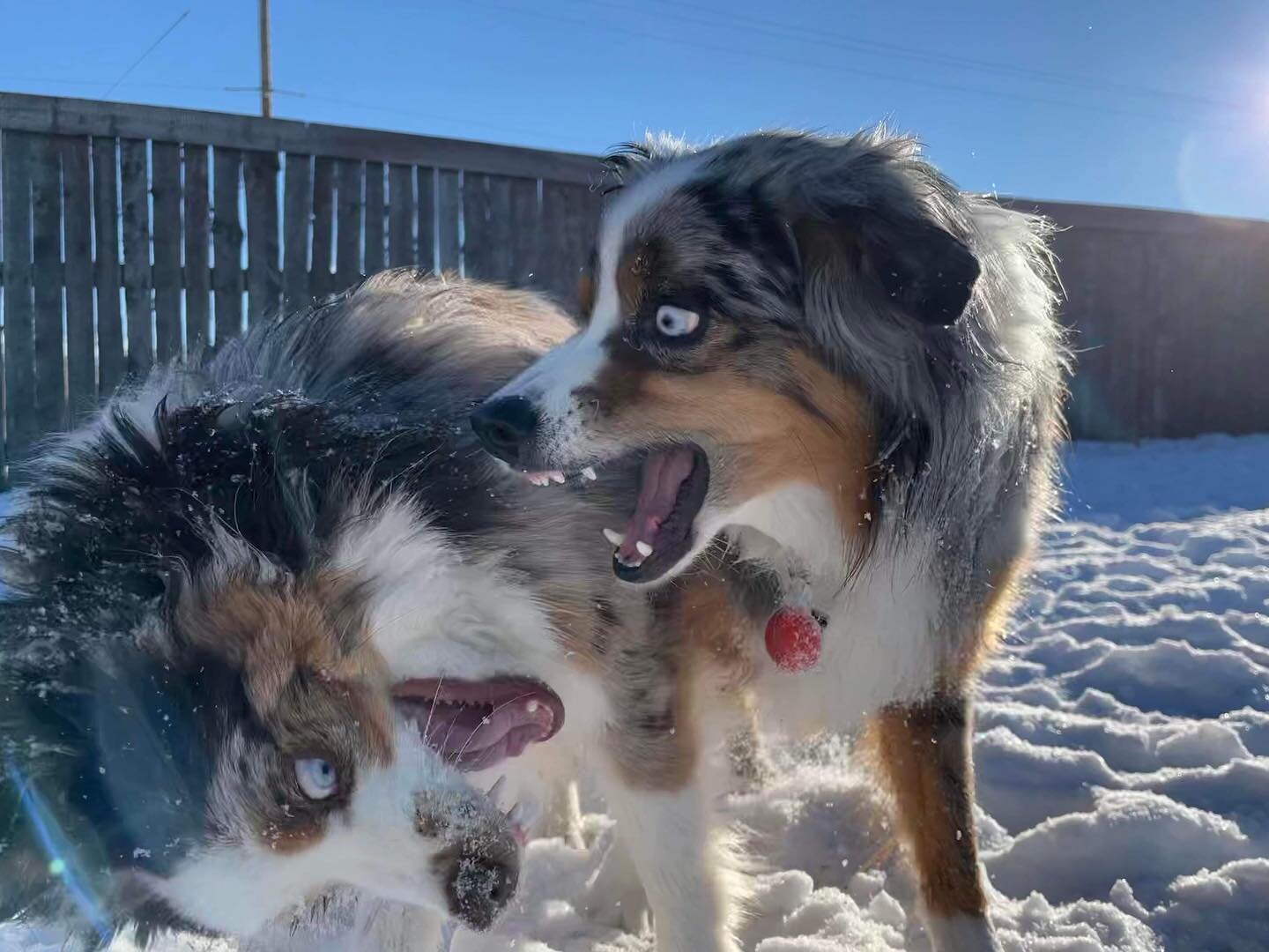 Happy day🤗 

#yyc #airdrie #doggy #dogs #doglover #happydogs #dogdaycare #dogboarding #yycdog