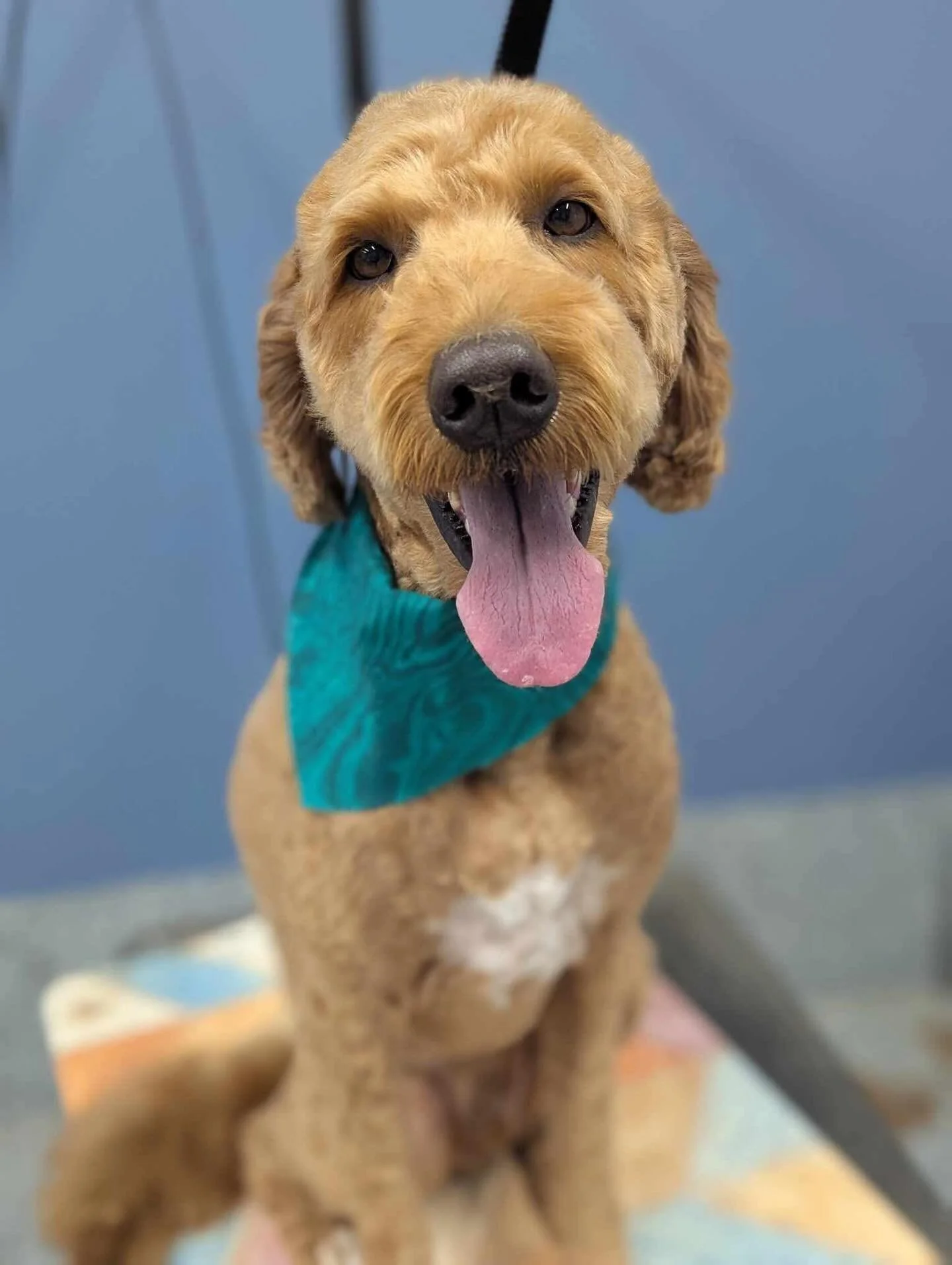 Happy brown dog wearing a turquoise bandana, sitting on a grooming table with a blue background.