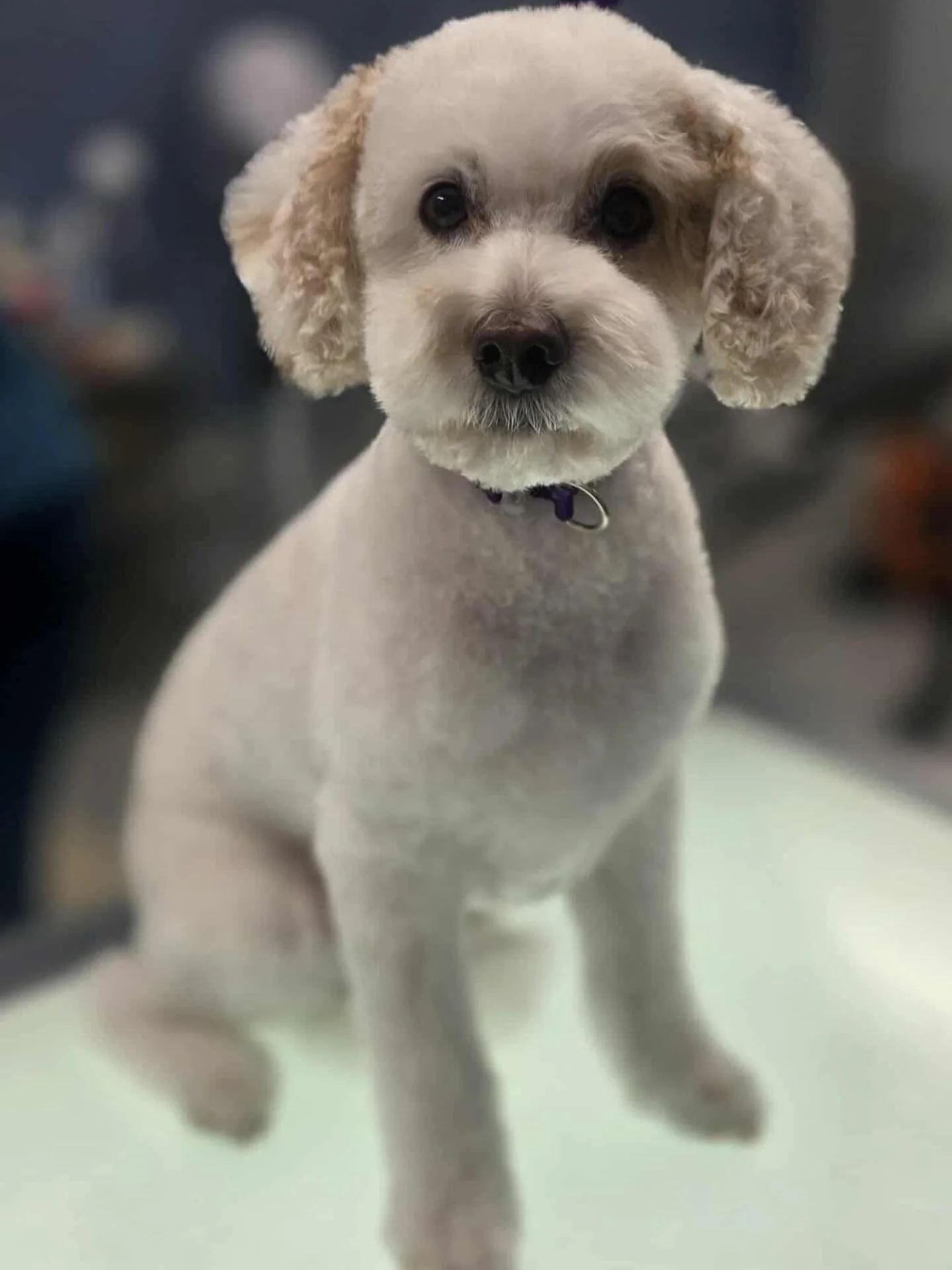 A cute dog with curly ears and a light-colored, short haircut sitting on a table, looking at the camera with a neutral expression.