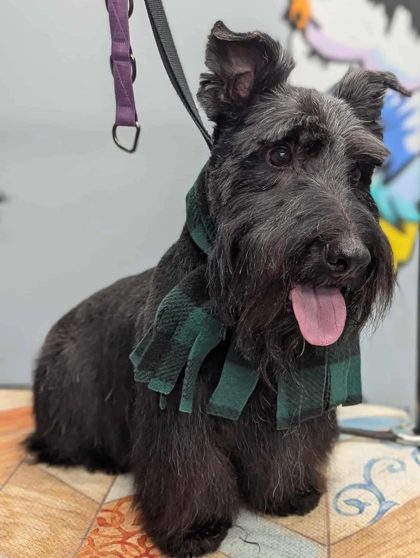 A black and gray dog with wiry fur, sitting on a tiled floor, wearing a green scarf, with its tongue out and ears perked up.