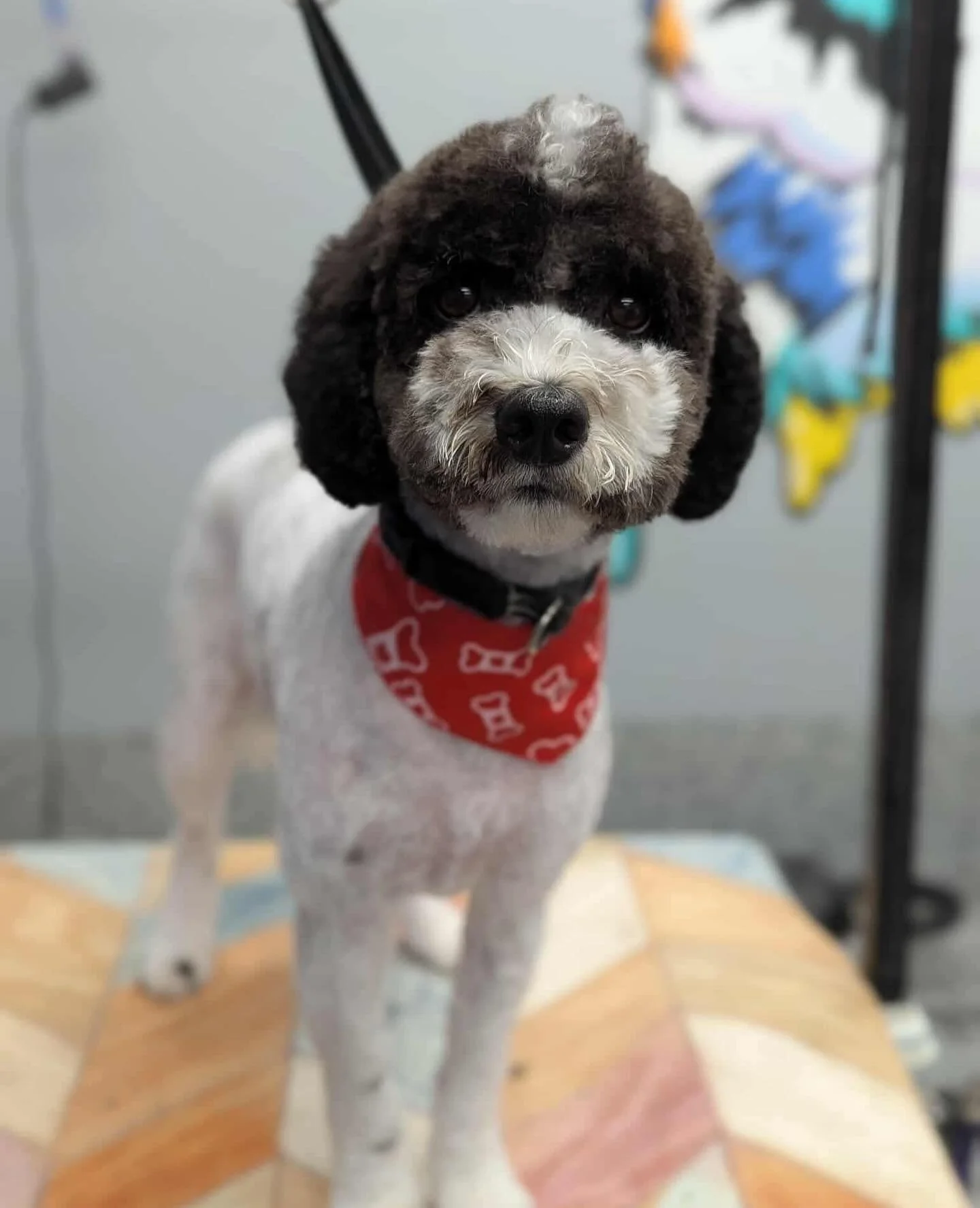 A small dog with curly black and white fur, wearing a red bandana with white bone patterns, standing on a wooden surface.