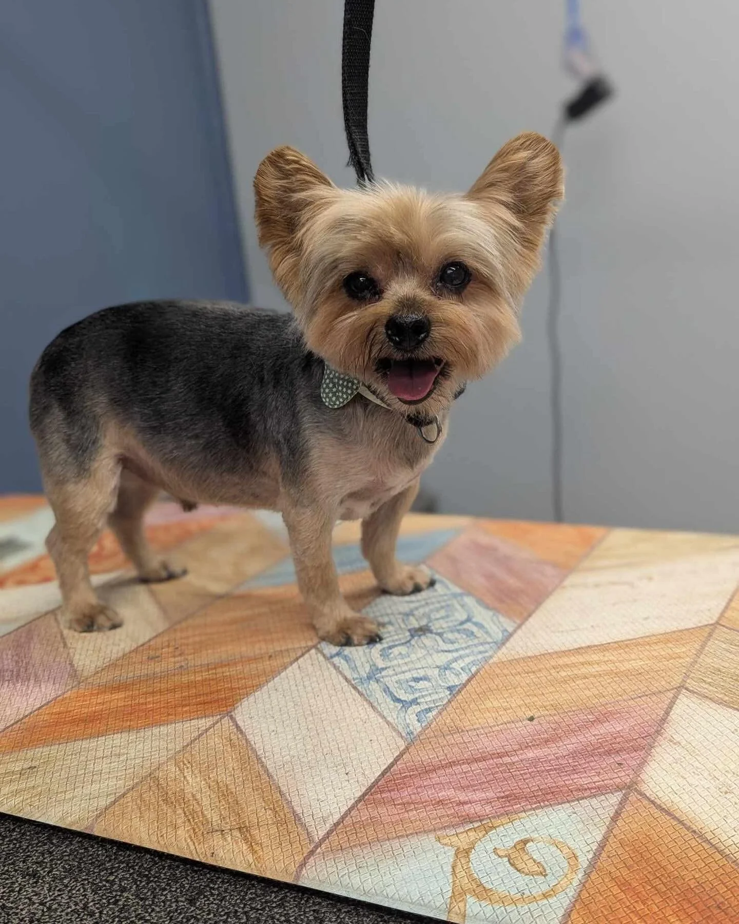 Small dog with tan and gray fur, wearing a green bow tie with white polka dots, standing on a colorful patchwork surface, looking at the camera with its mouth open, leash hanging above its head.