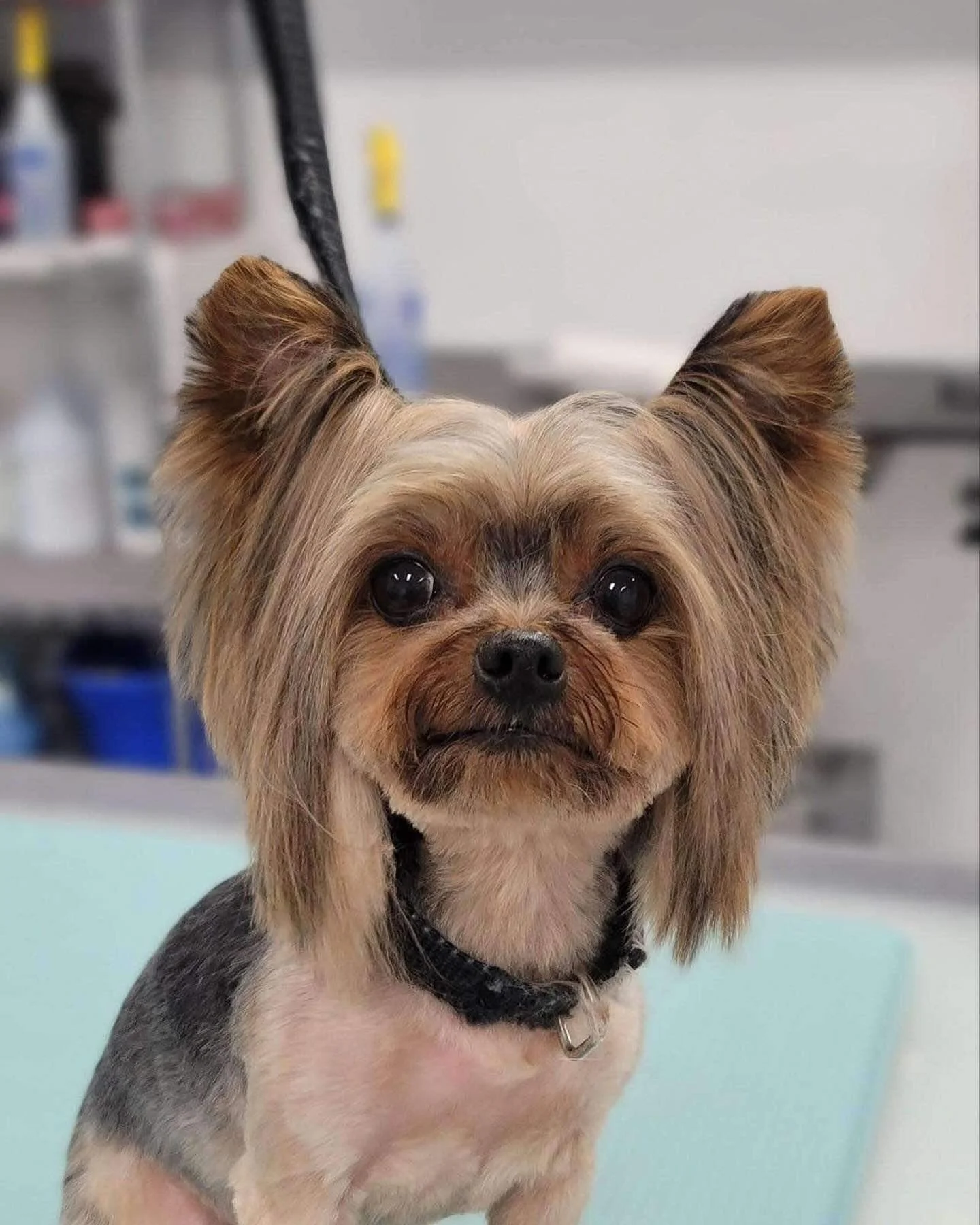 Close-up of a small dog with large ears, brown and black fur, and big dark eyes, sitting on a grooming table in a pet grooming salon.