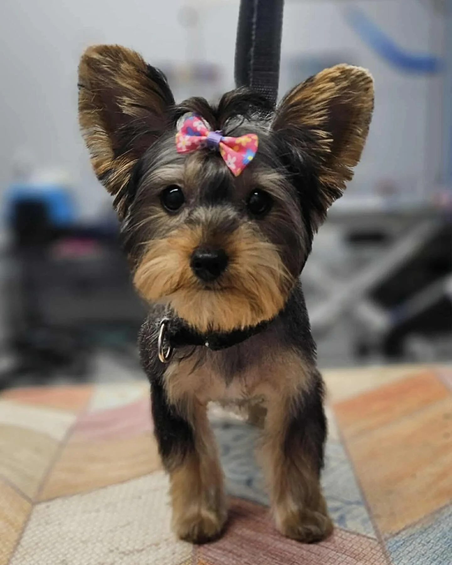 A cute small dog with large ears, black and tan fur, and a pink floral bow on its head, standing on a colorful tiled surface.