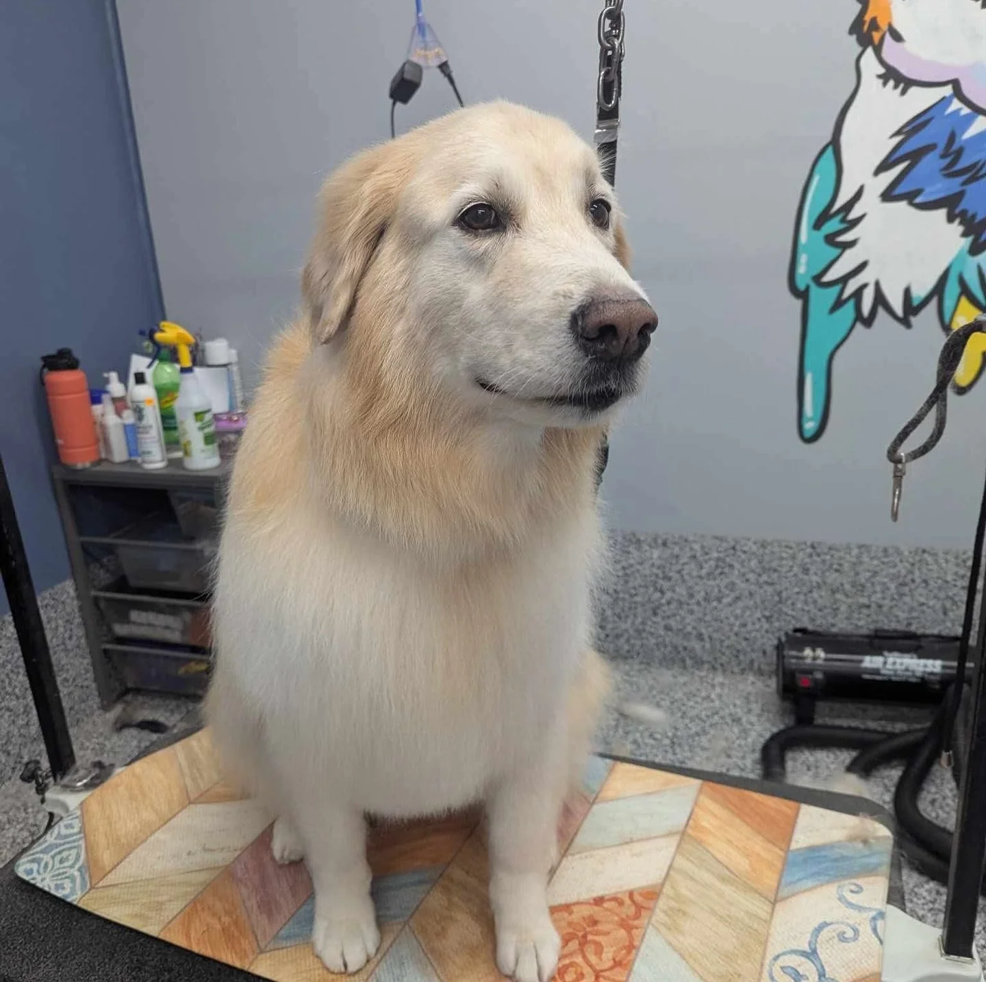 A light-colored dog, possibly a Labrador Retriever, sitting on a grooming table with a colorful tiled surface. The dog is inside a grooming station with grooming supplies and sprays on a nearby shelf, and a wall behind with a colorful cartoon-style d