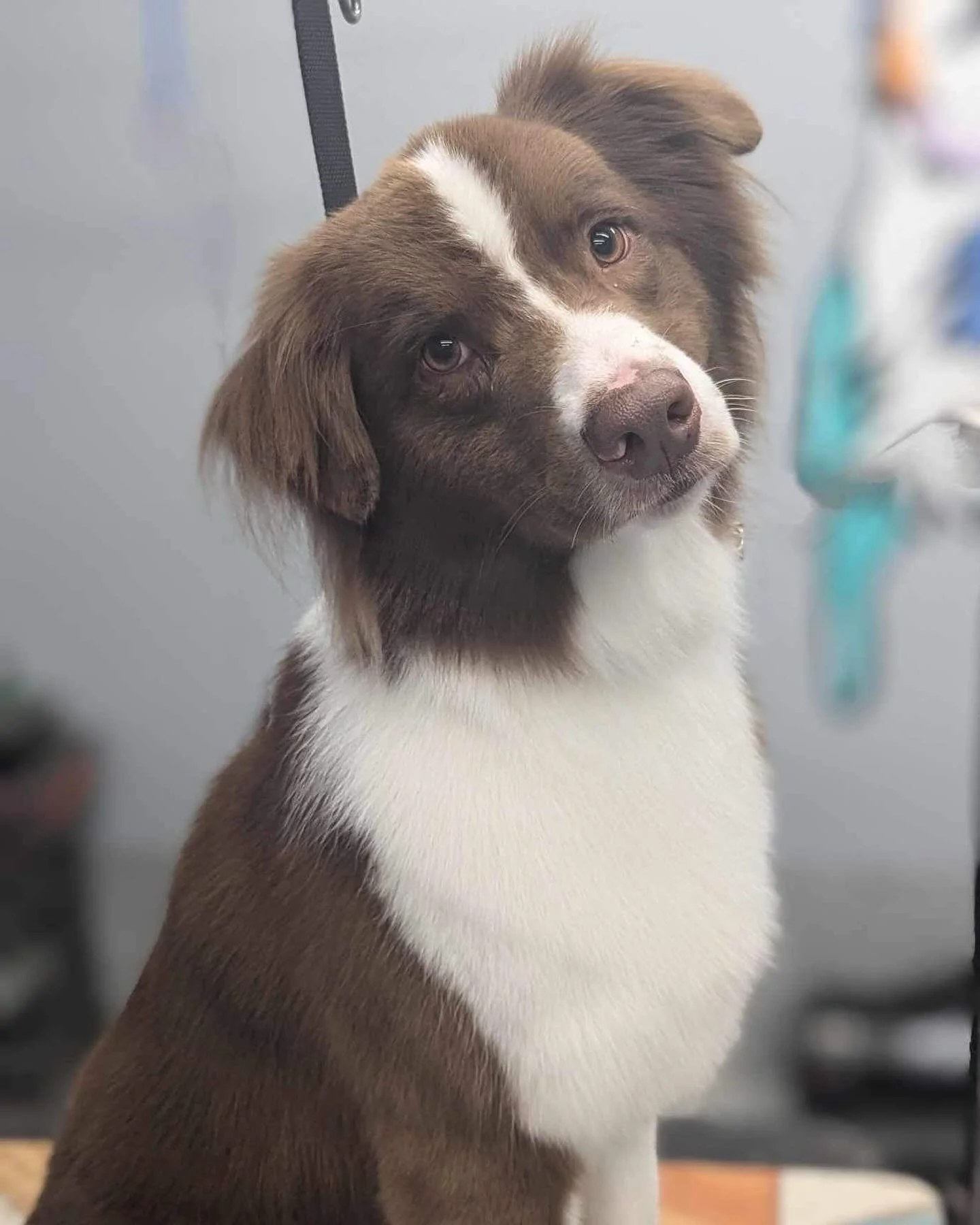 A close-up of a brown and white dog with a white stripe on its face, sitting indoors in front of a blurred background.
