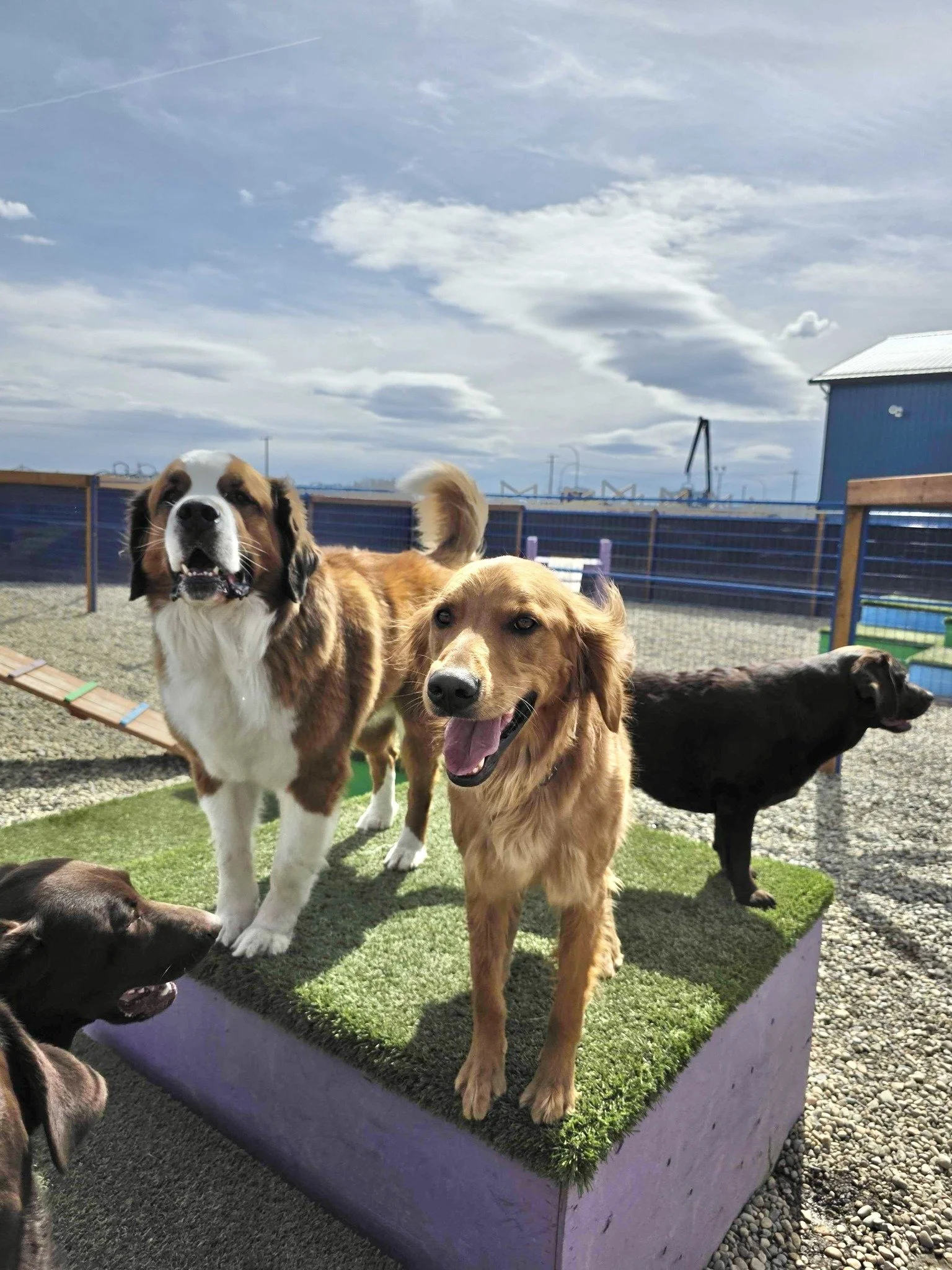 Love Your Pet Dog Daycare helps reduce stress by maintaining structure and providing consistent, caring attention.