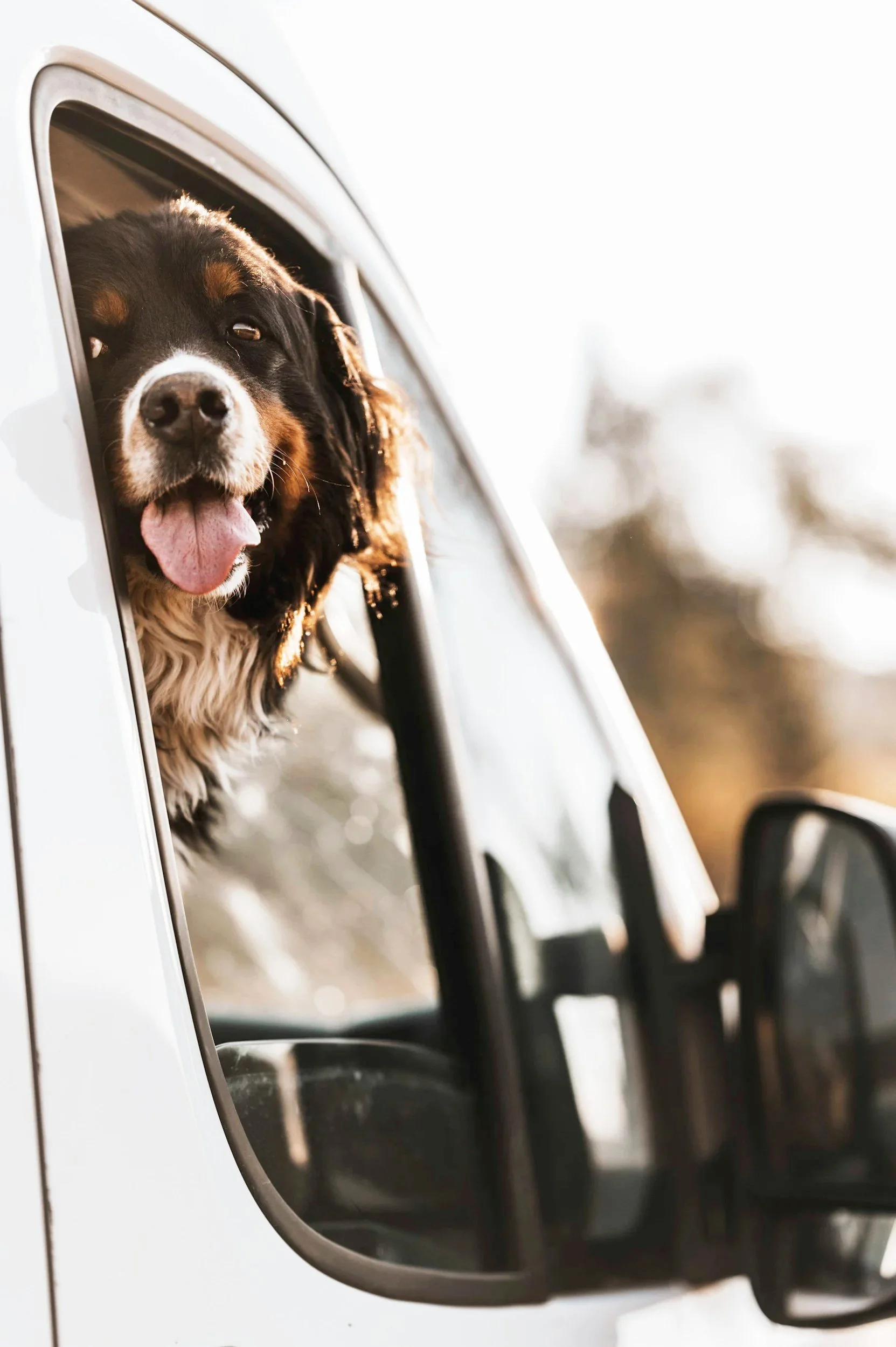 Love Your Pet Dog Daycare Boarding Grooming and Cat Boarding - with Free Pick up and drop off