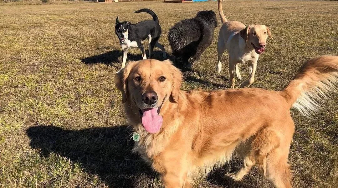 Five dogs of different breeds standing and sitting on a grassy field in sunlight.