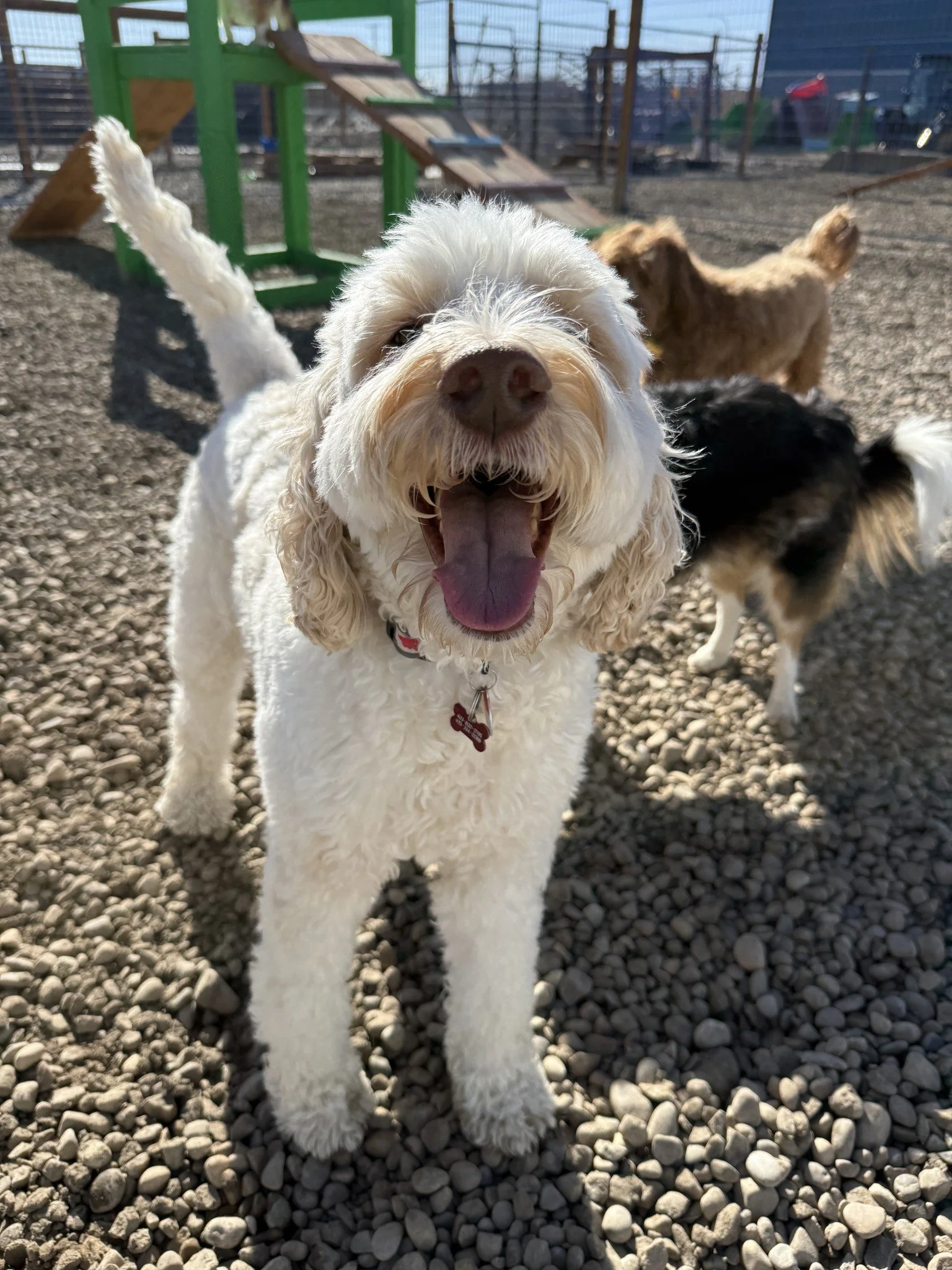 Love Your Pet Dog Daycare Boarding Grooming and Cat Boarding - with Free Pick up and drop off