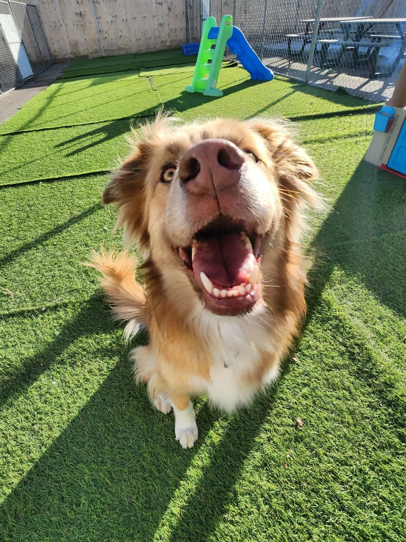 A happy, fluffy Australian Shepherd dog with a wide open mouth, showing teeth, standing on green grass in a fenced outdoor yard with a small blue slide and picnic tables in the background.