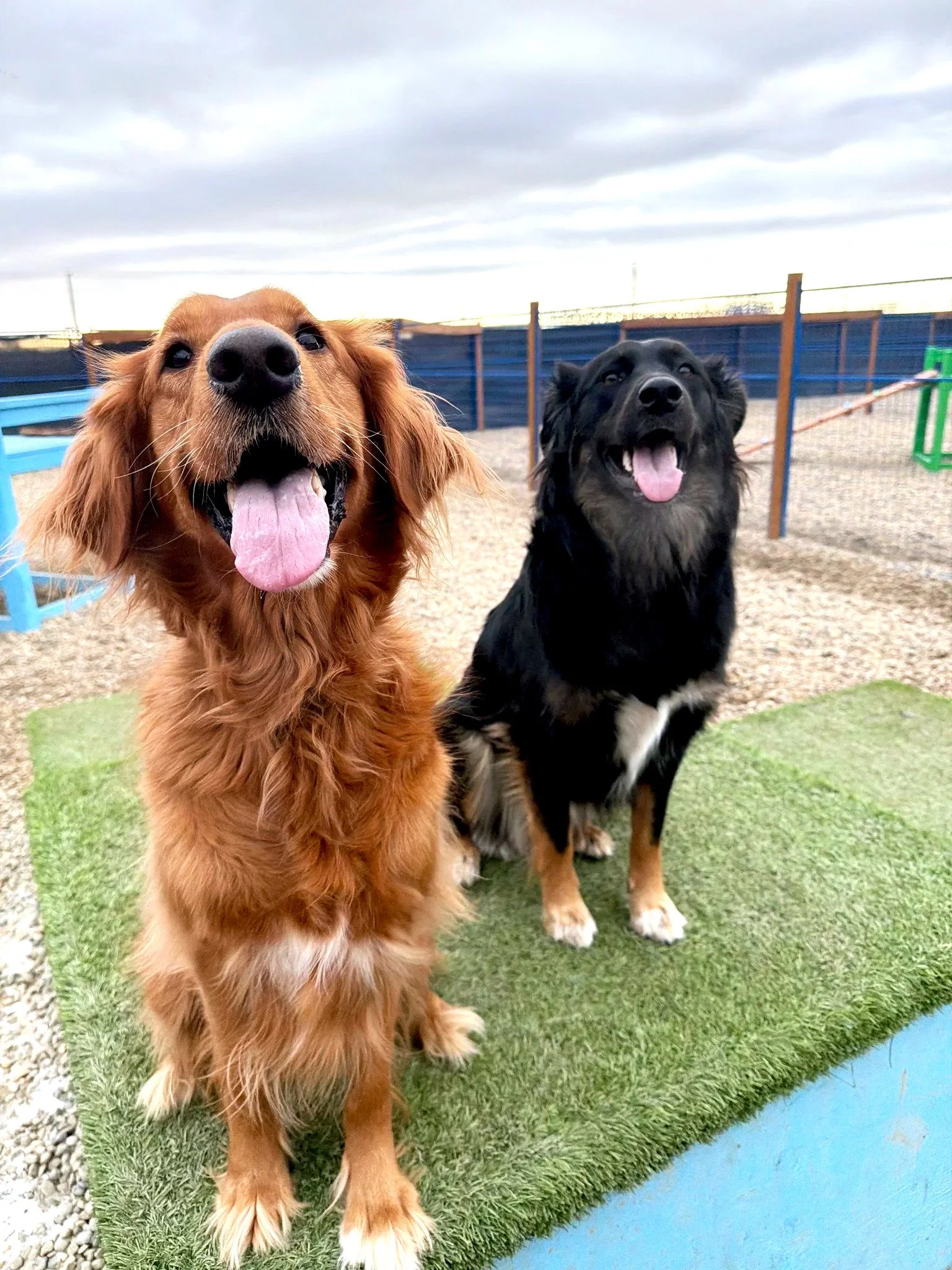 Love Your Pet Dog Daycare Boarding Grooming and Cat Boarding - with Free Pick up and drop off