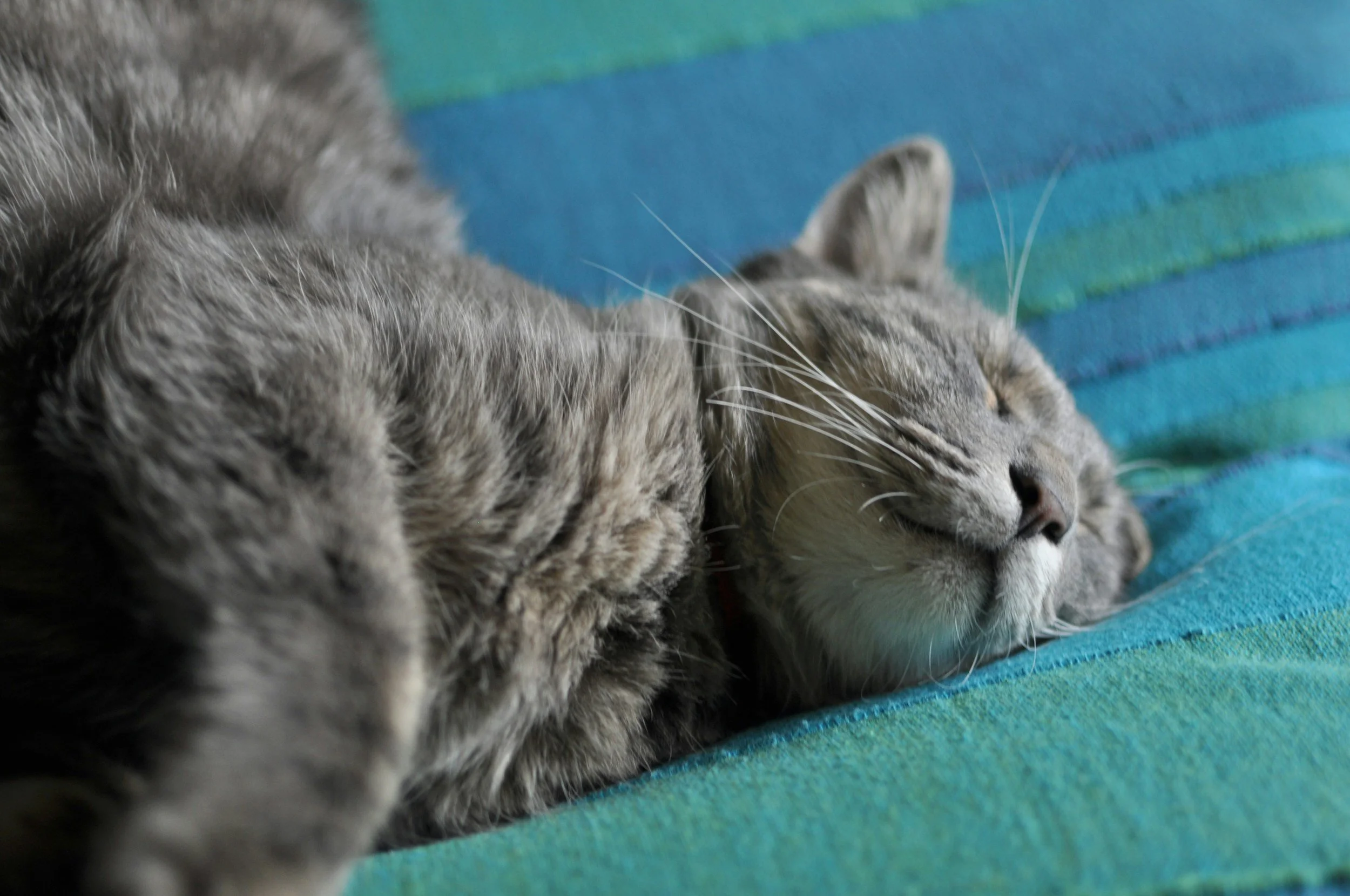A gray tabby cat sleeping on a colorful striped fabric.