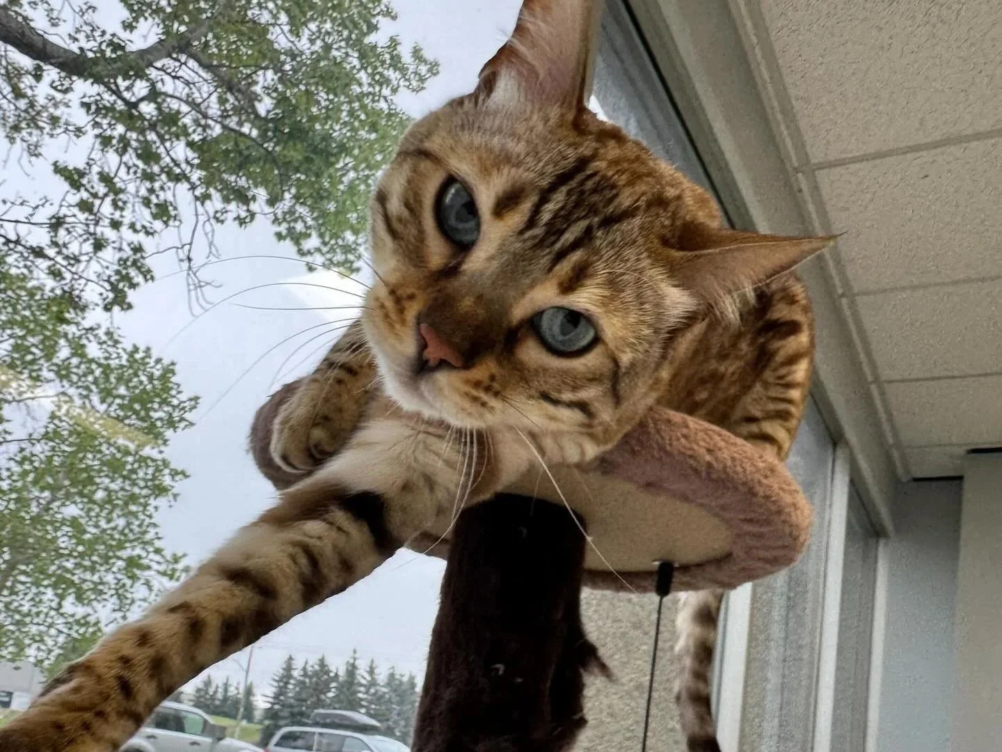 A tabby cat with blue eyes stretching on a scratching post near a window, with trees and cars visible outside.