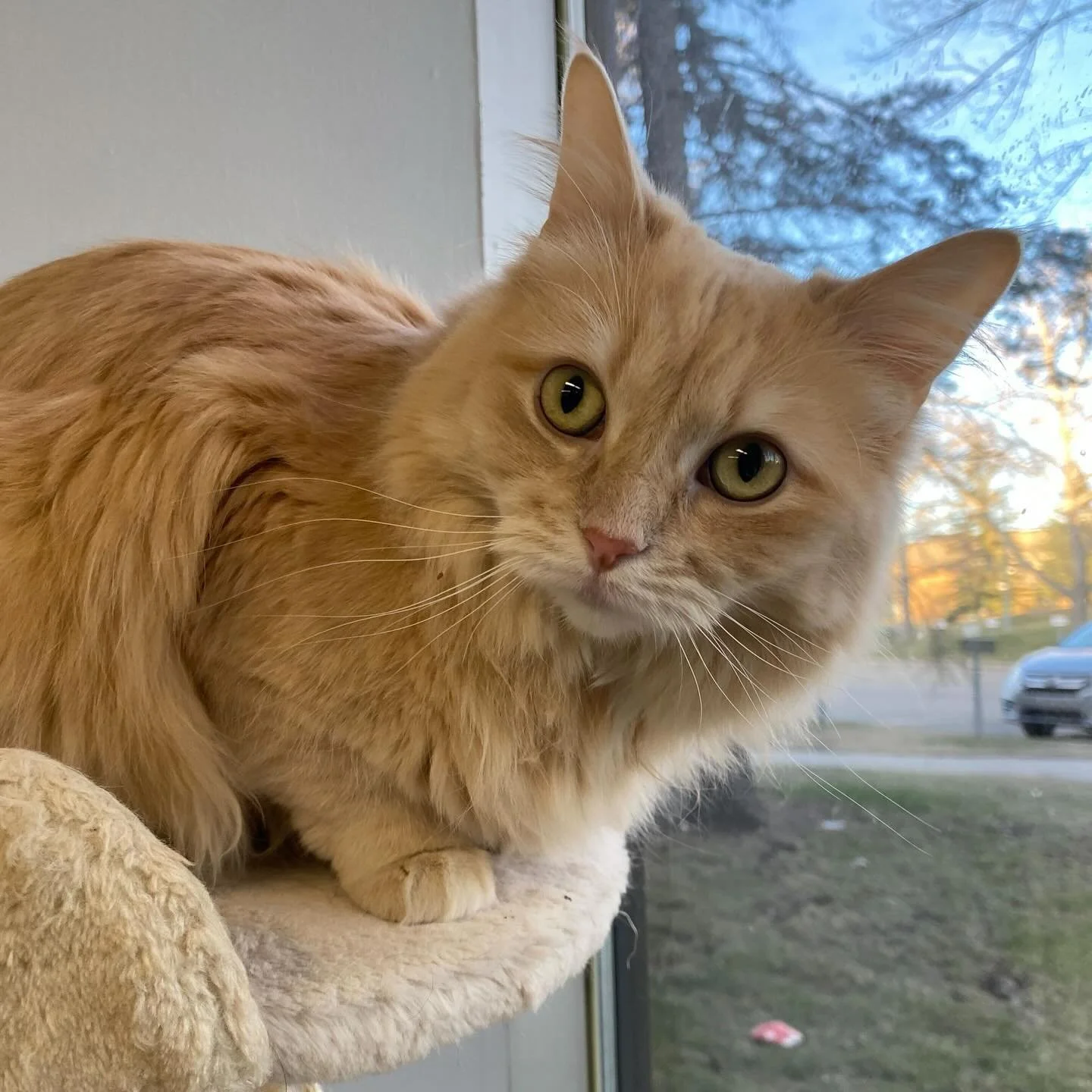 An orange tabby cat sitting on a windowsill, looking directly at the camera with green eyes, outside trees and parked cars visible through the window. cat boarding in Calgary