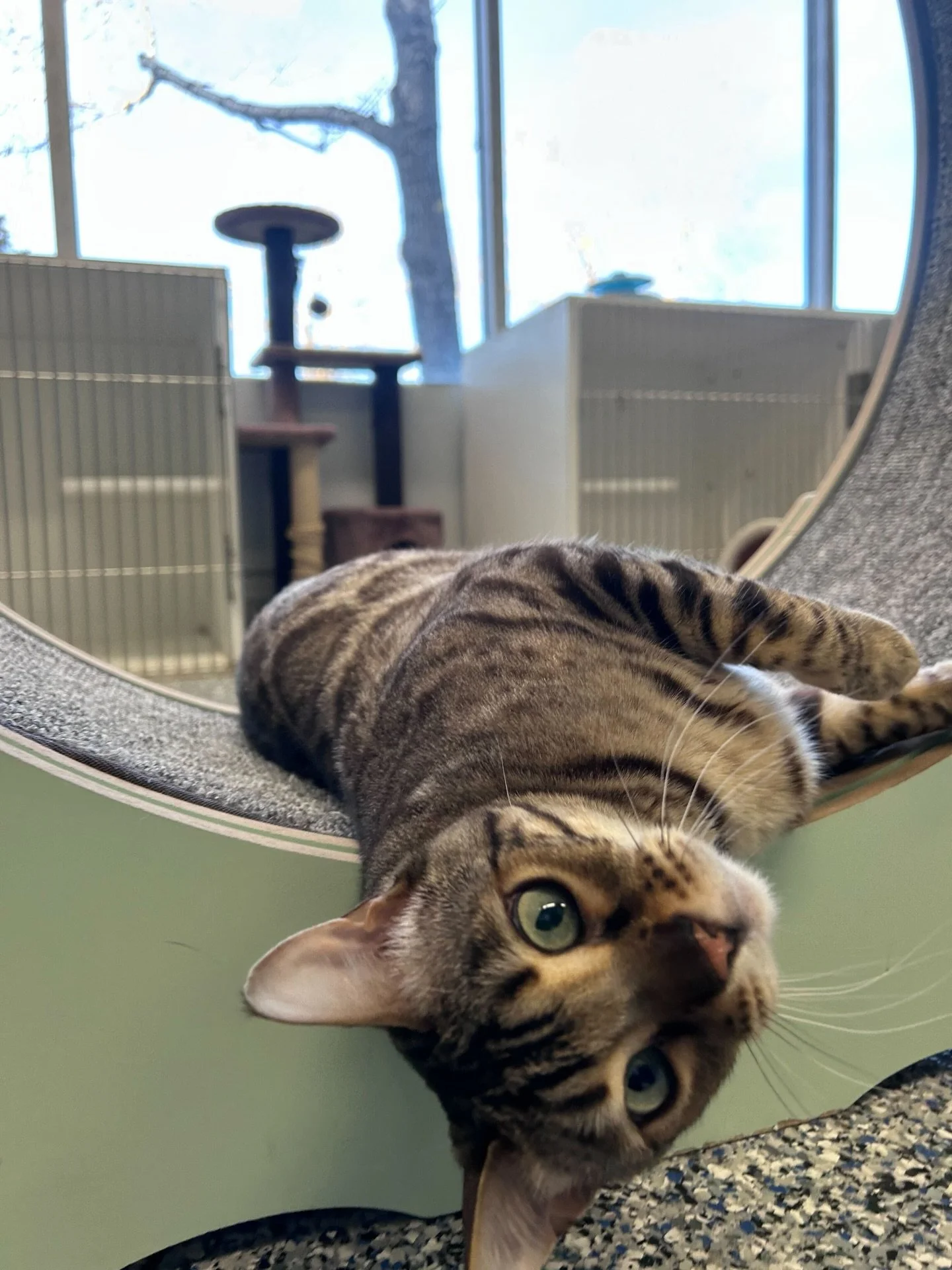 A tabby cat lying upside down on a slope, looking at the camera with green eyes in a pet store or shelter with cages, a tall cat tree, and large windows in the background. cat boarding in Calgary safe cat overnight care, comfortable cat kennel Calgar