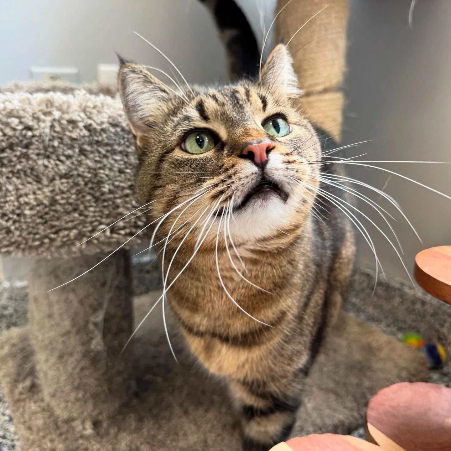 Close-up of a tabby cat with green eyes looking upward, standing on a beige carpeted cat tree. cat boarding in Calgary