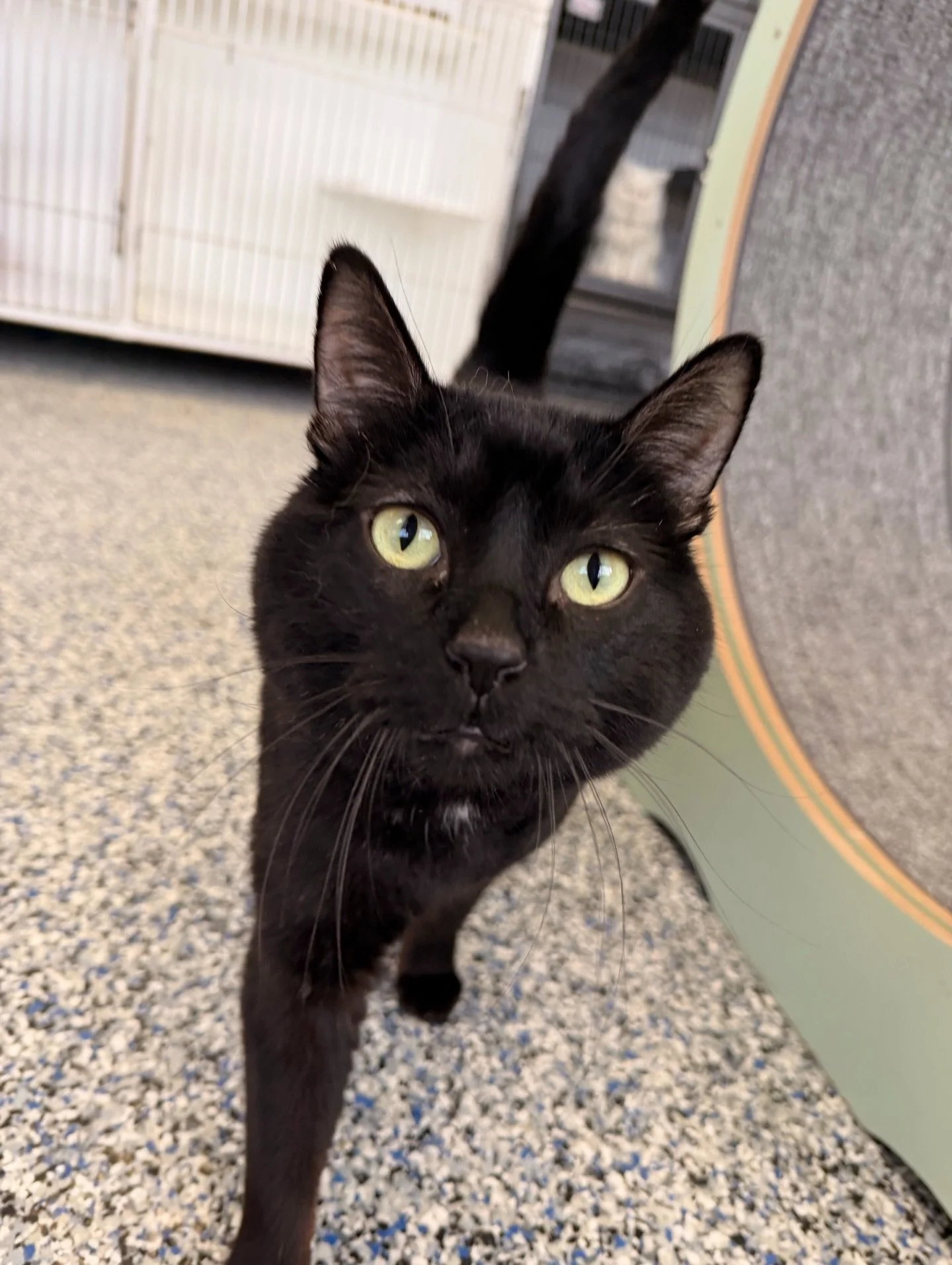 A black cat with green eyes standing on a speckled floor, looking up at the camera. cat boarding in Calgary safe cat overnight care, comfortable cat kennel Calgary, clean cat boarding facility