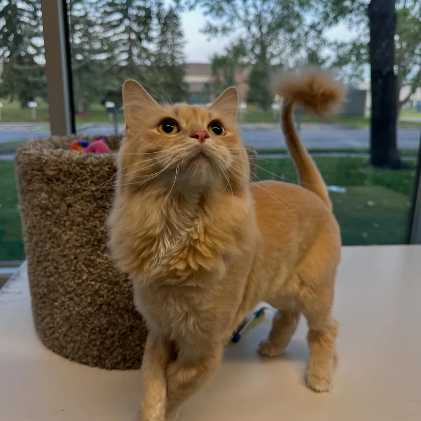 An orange fluffy cat with big eyes standing on a white table near a scratching post, with a large window and trees outside in the background. cat boarding in Calgary