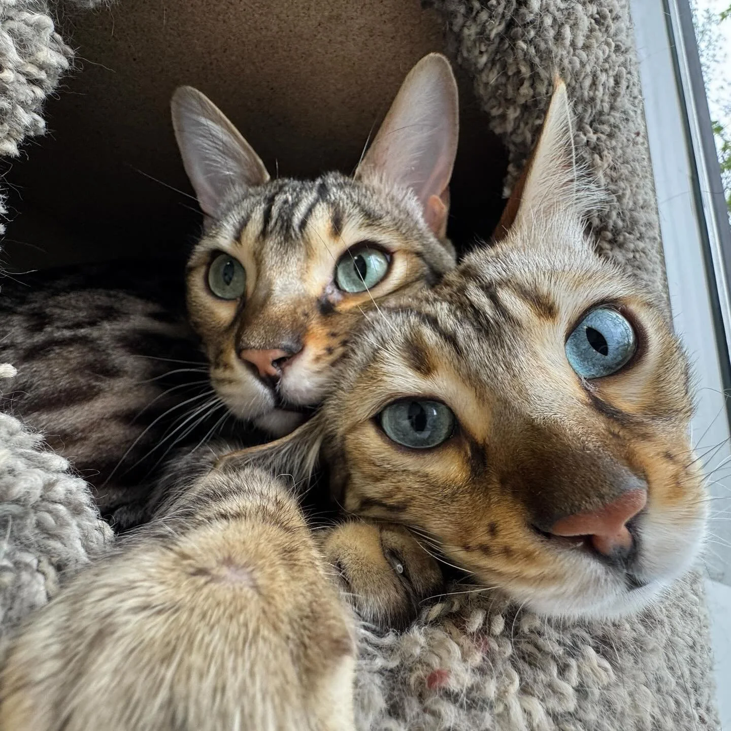 cat boarding in Calgary
