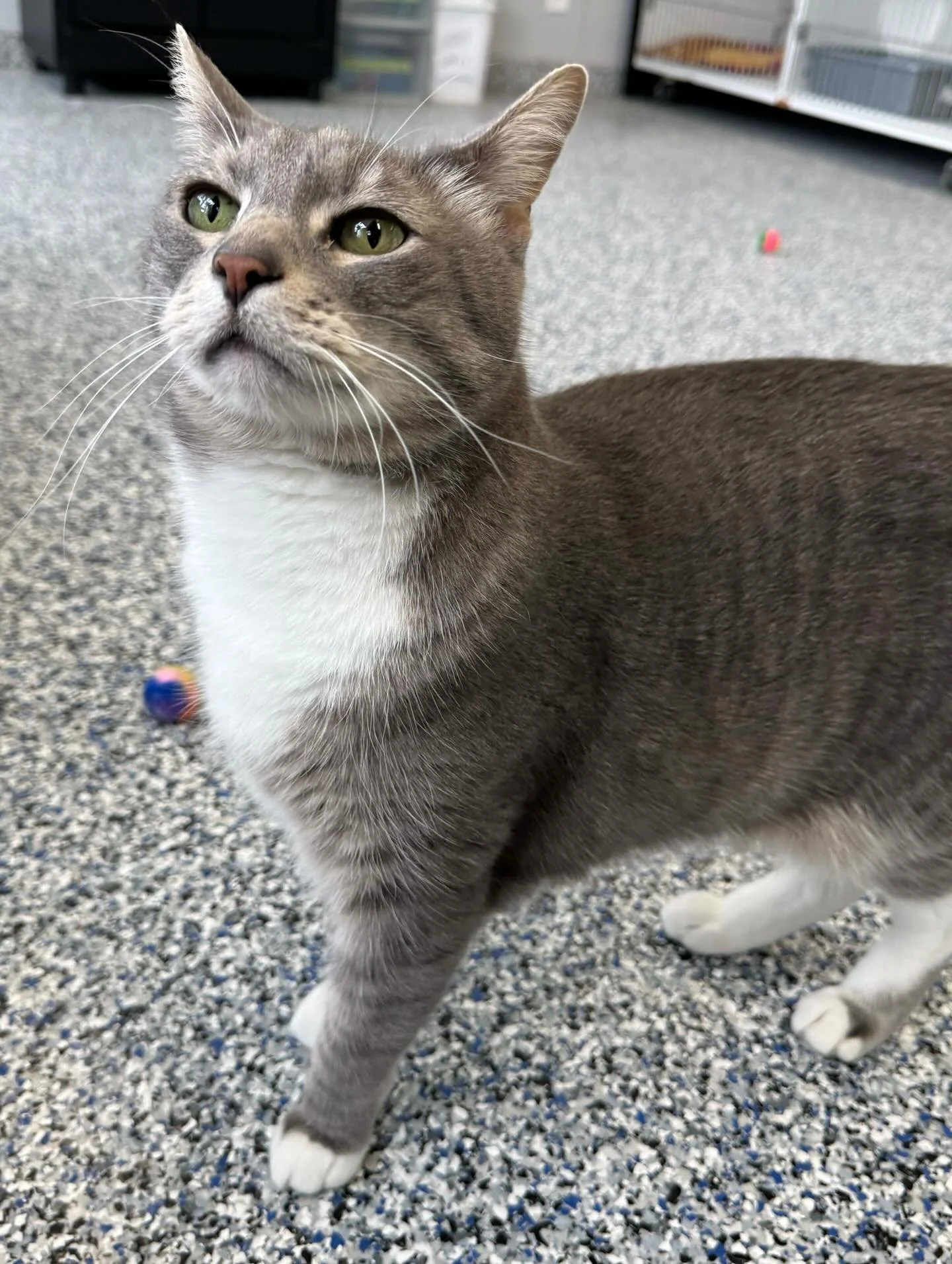 A gray and white cat standing on a carpeted floor, looking up with green eyes. There are small colorful toys around. cat boarding in Calgary safe cat overnight care, comfortable cat kennel Calgary, clean cat boarding facility