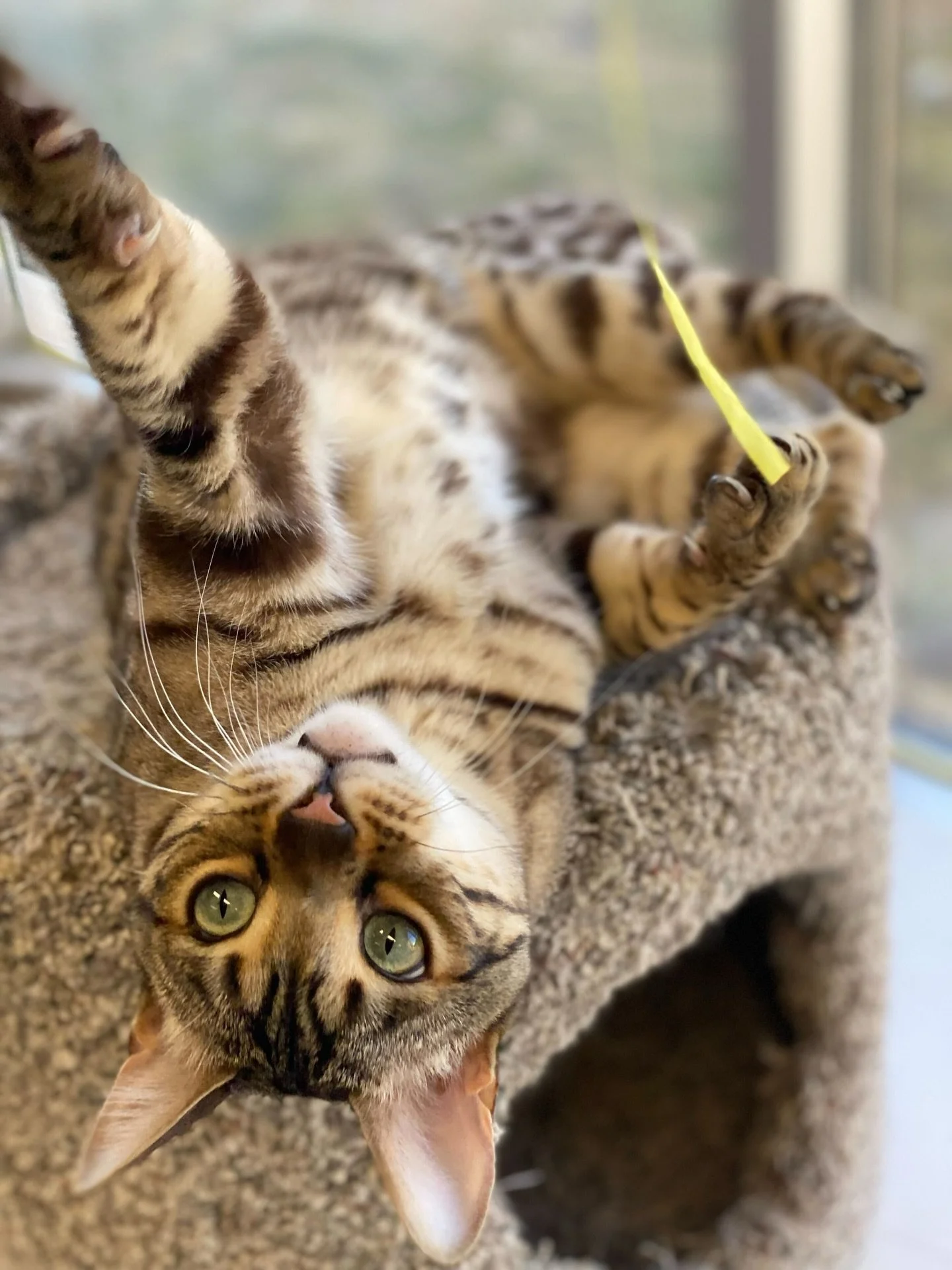 A Bengal kitten lying upside down on a carpeted cat tree, looking up with green eyes, holding a yellow toy in one paw. cat boarding in Calgary safe cat overnight care, comfortable cat kennel Calgary, clean cat boarding facility