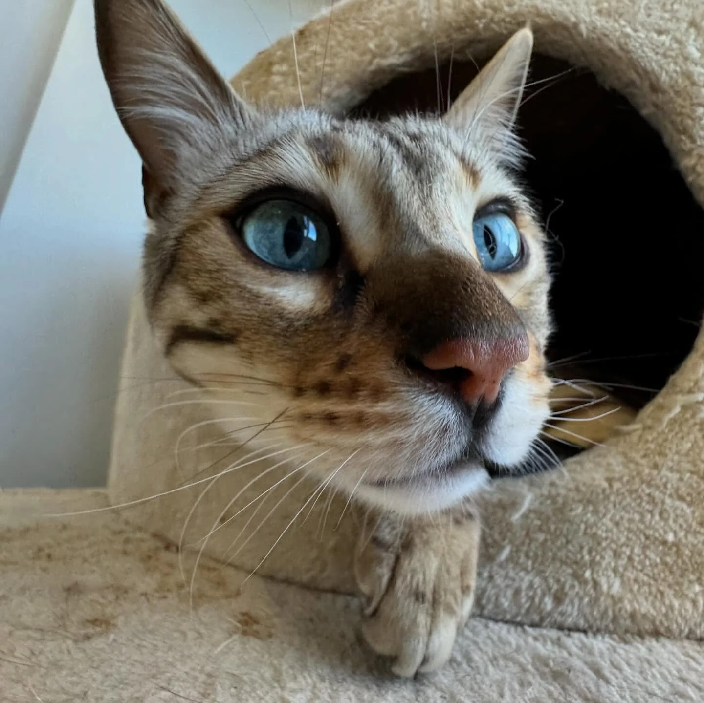 Close-up of a cat with bright blue eyes, light brown and black fur, and a pink nose, resting on or near a beige, plush cat condo with a circular entrance. clean cat boarding facility