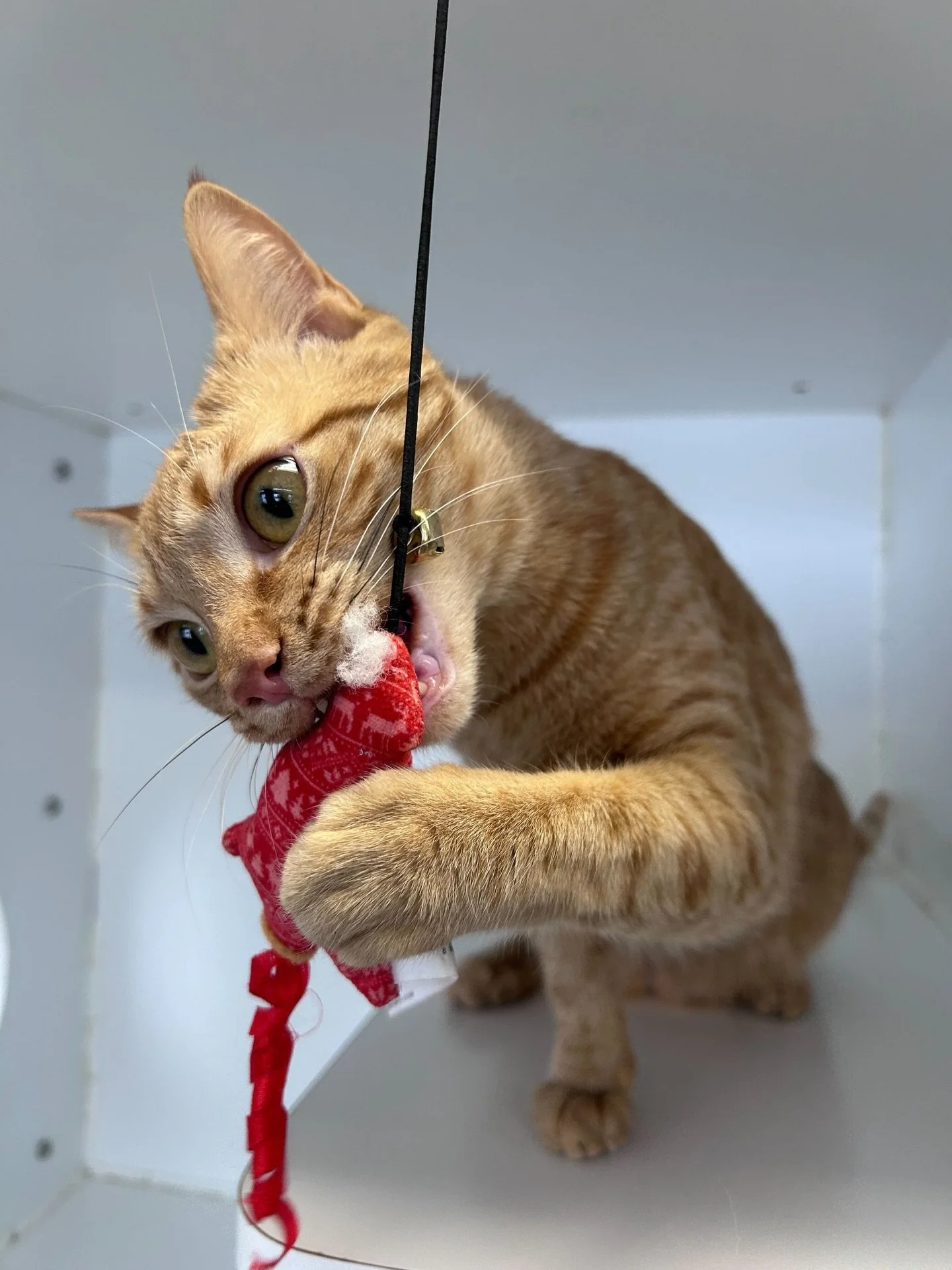 A ginger cat playing with a red and white toy mouse on a string. cat boarding in Calgary safe cat overnight care, comfortable cat kennel Calgary, clean cat boarding facility