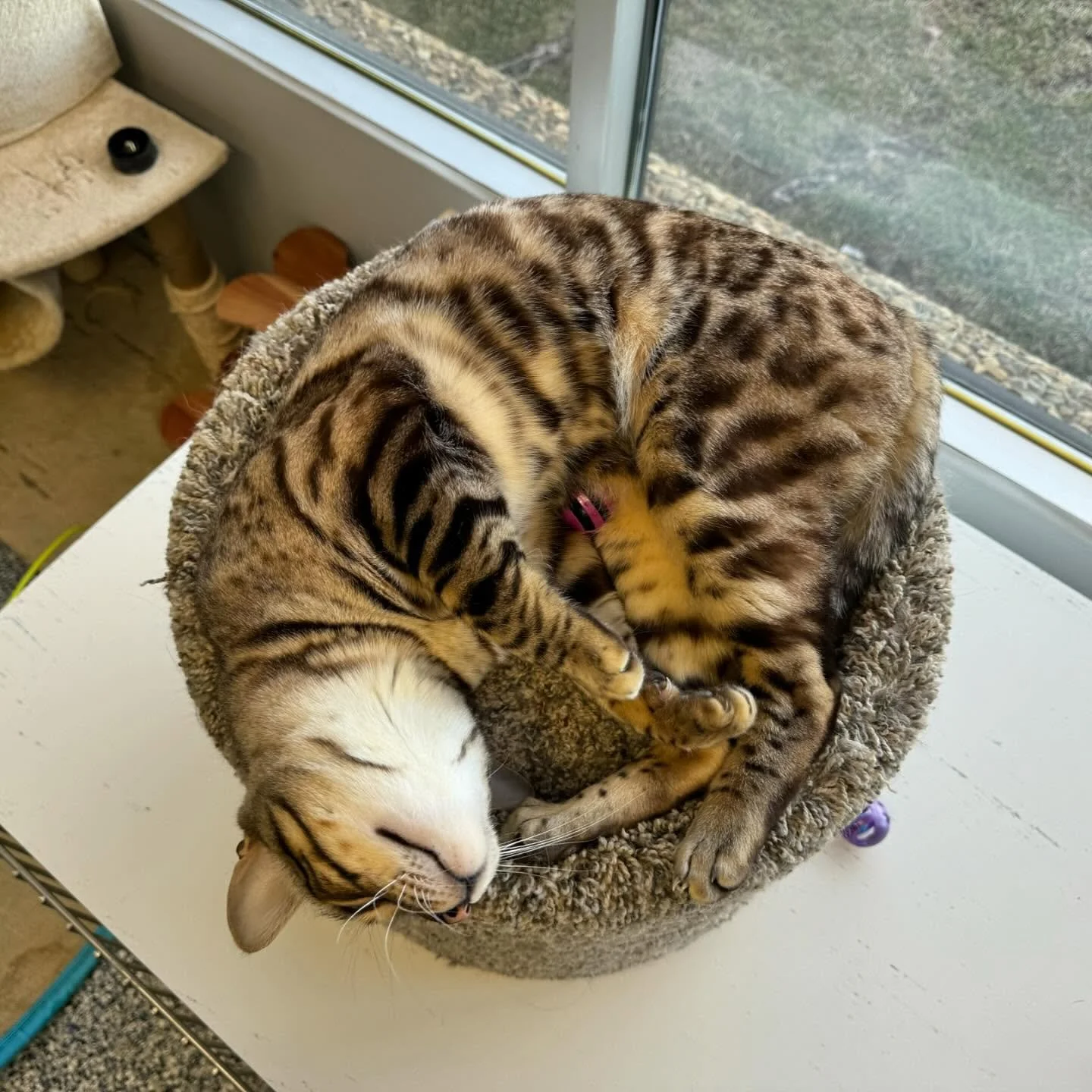 safe cat overnight care