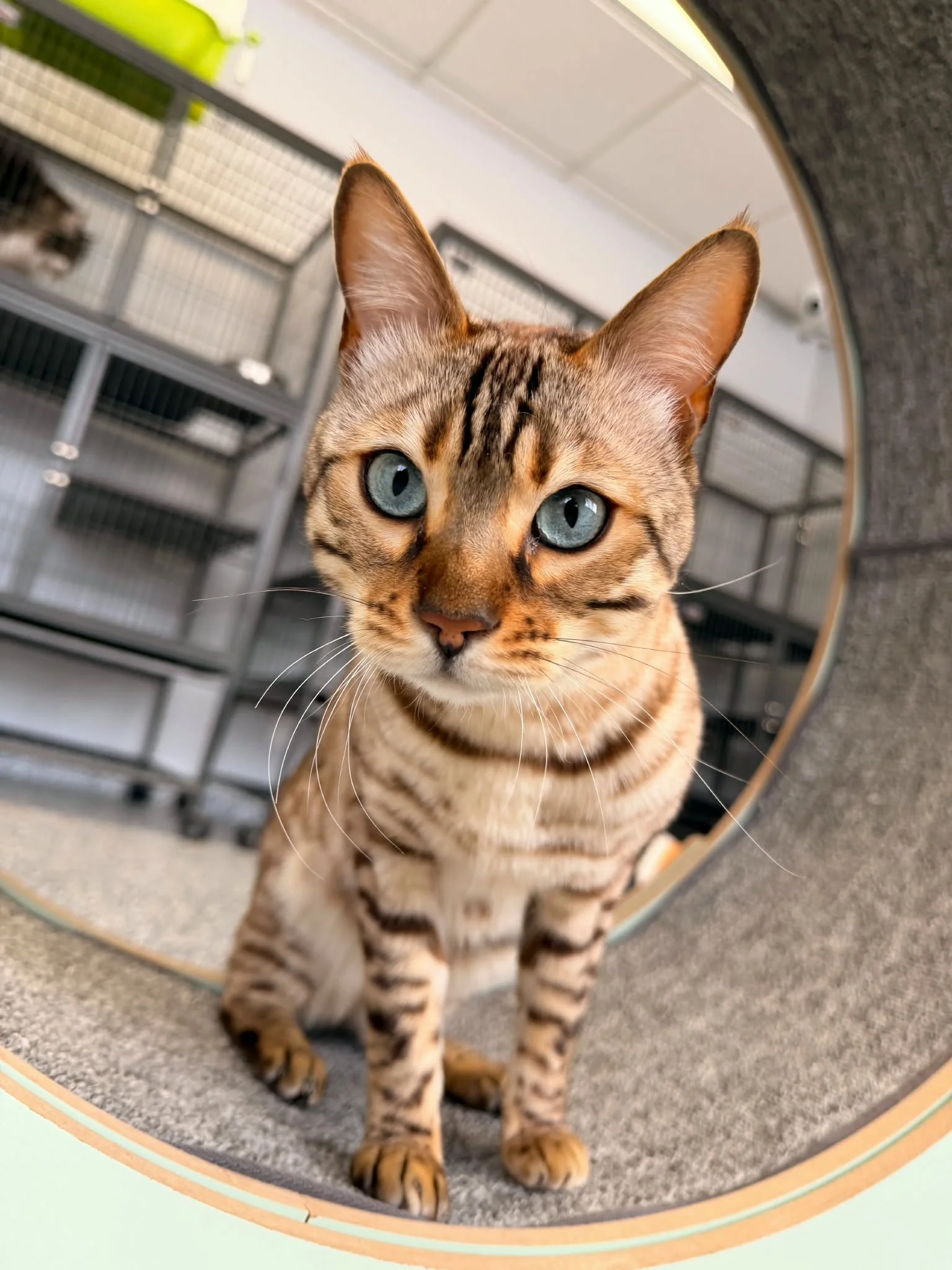 Close-up of a tabby cat with blue eyes looking through a circular opening. cat boarding in Calgary safe cat overnight care, comfortable cat kennel Calgary, clean cat boarding facility