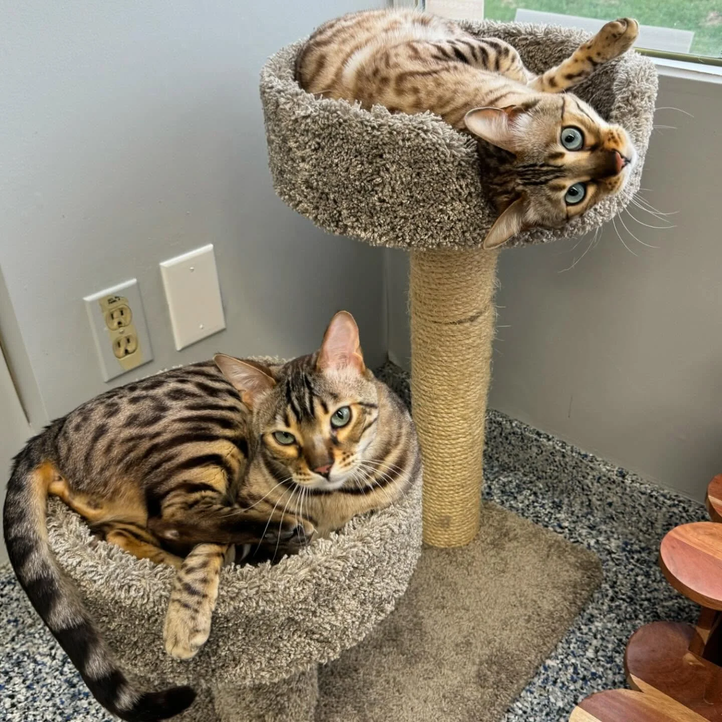 Two Bengal cats lounging on a beige carpeted cat tree near a window. One cat is lying in the lower cozy perch, and the other is reclining in the upper round bed, looking at the camera.