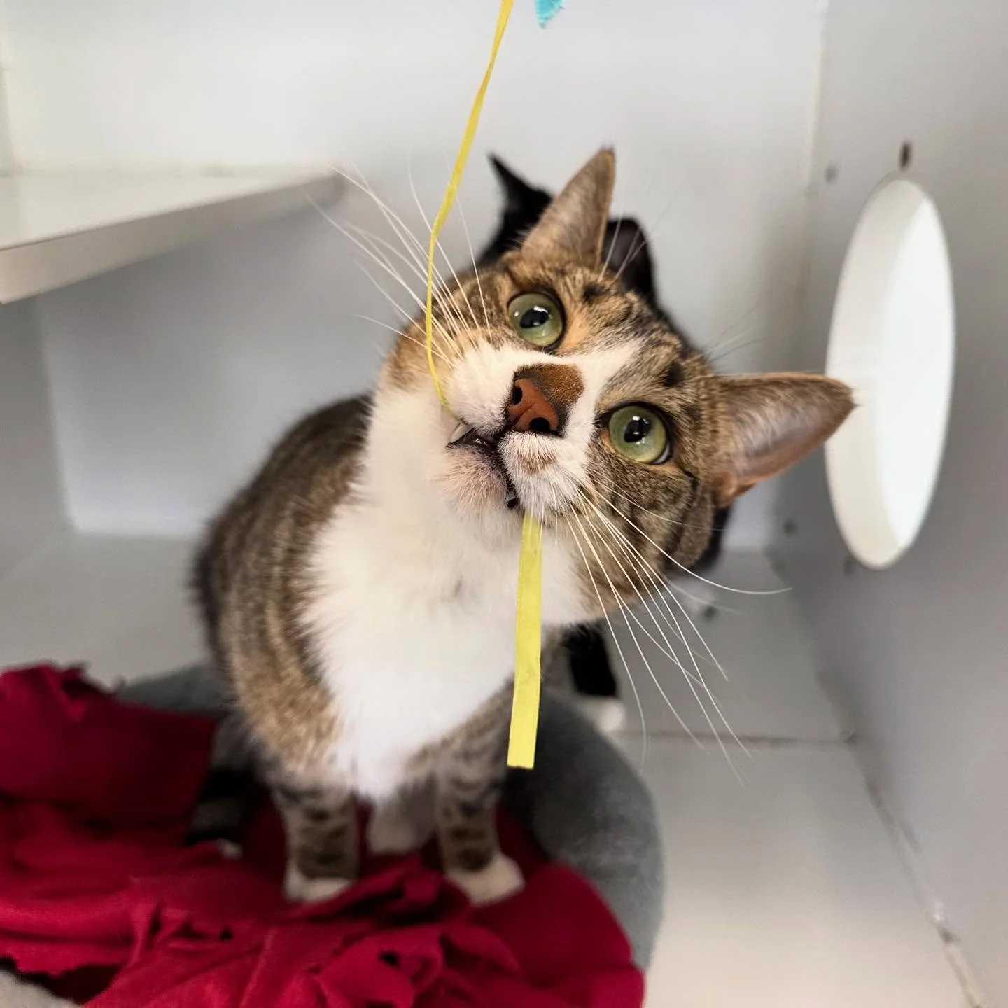 A tabby cat with green eyes playing with a yellow string, inside a shelter with a red blanket and a gray item in the background. clean cat boarding facility